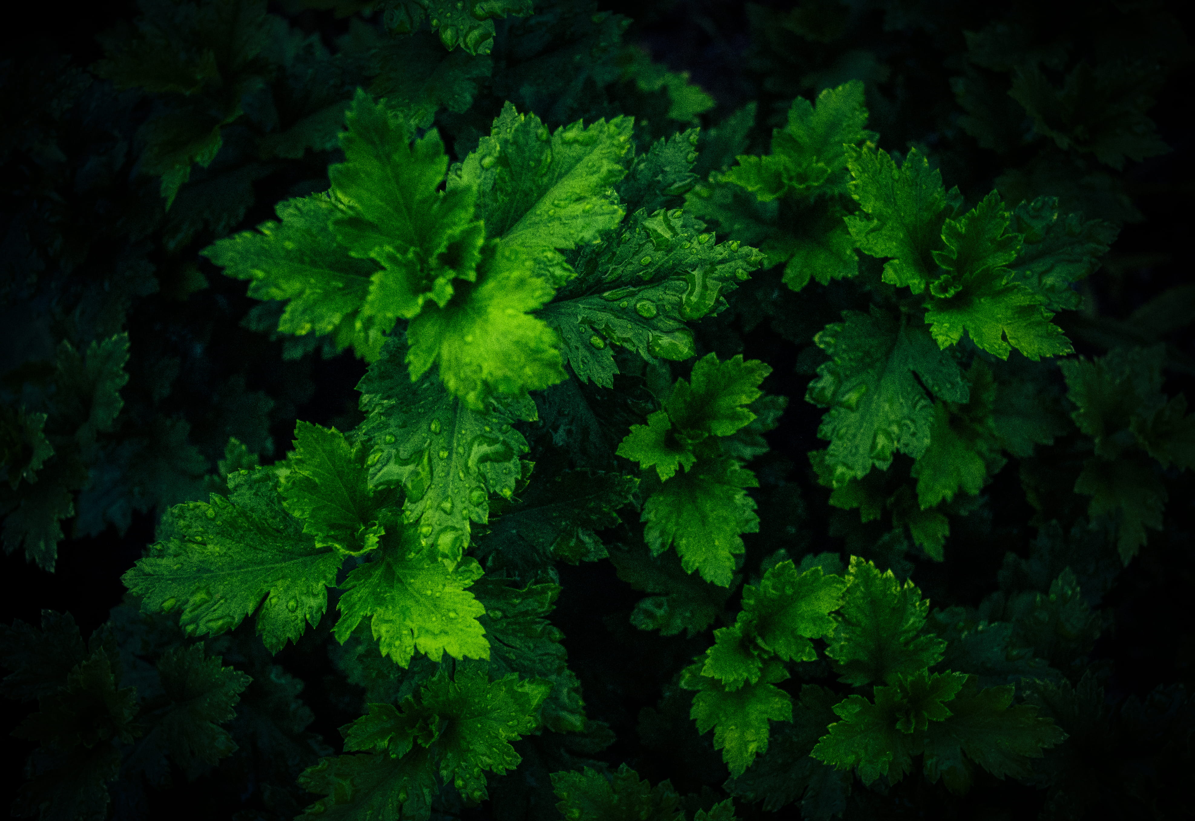 black background, food and drink, plant, leaves, nature, green color, top view, view, lush, dark, drops, photo, close-up, waterdrops, HD Wallpaper