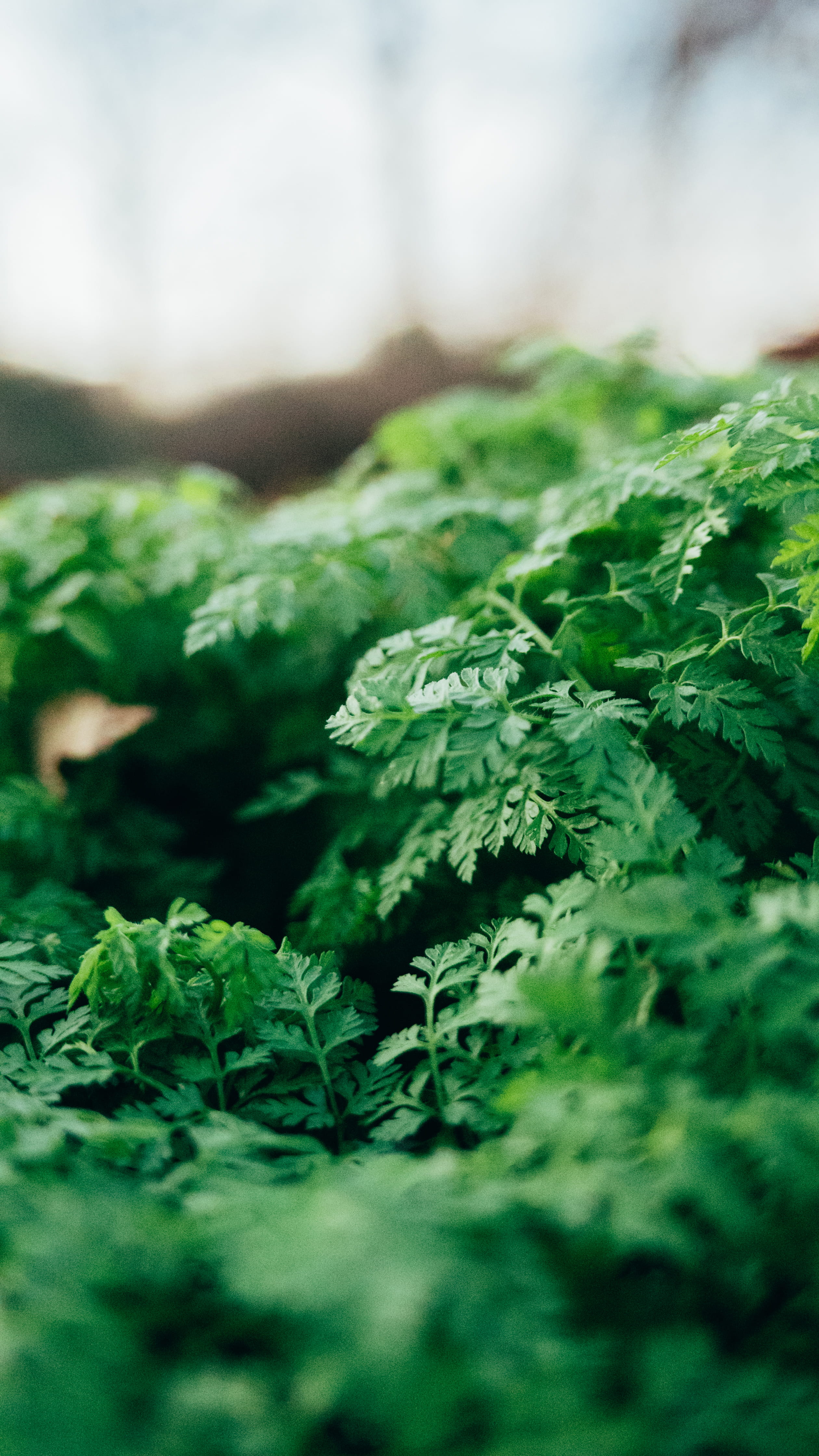 growth, leaf vegetable, organic, plants, green color, day, daytime, 4K, nature, parsley, plant part, freshness, vegetable, selective, photography, focus, Phone HD Wallpaper