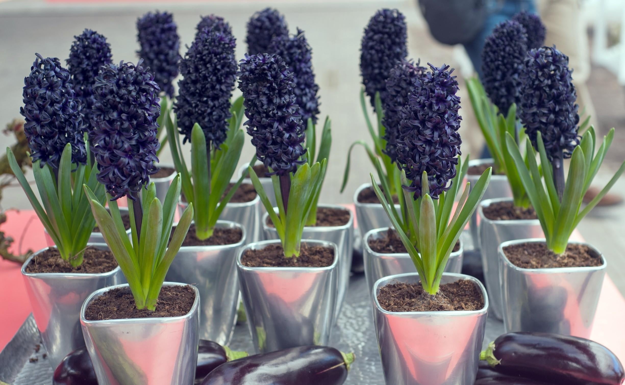 flower head, flowers, nature, flower Pot, eggplant, agriculture, selective focus, formal Garden, fragility, 1080P, multi Colored, small, hyacinths, cultivated, HD Wallpaper