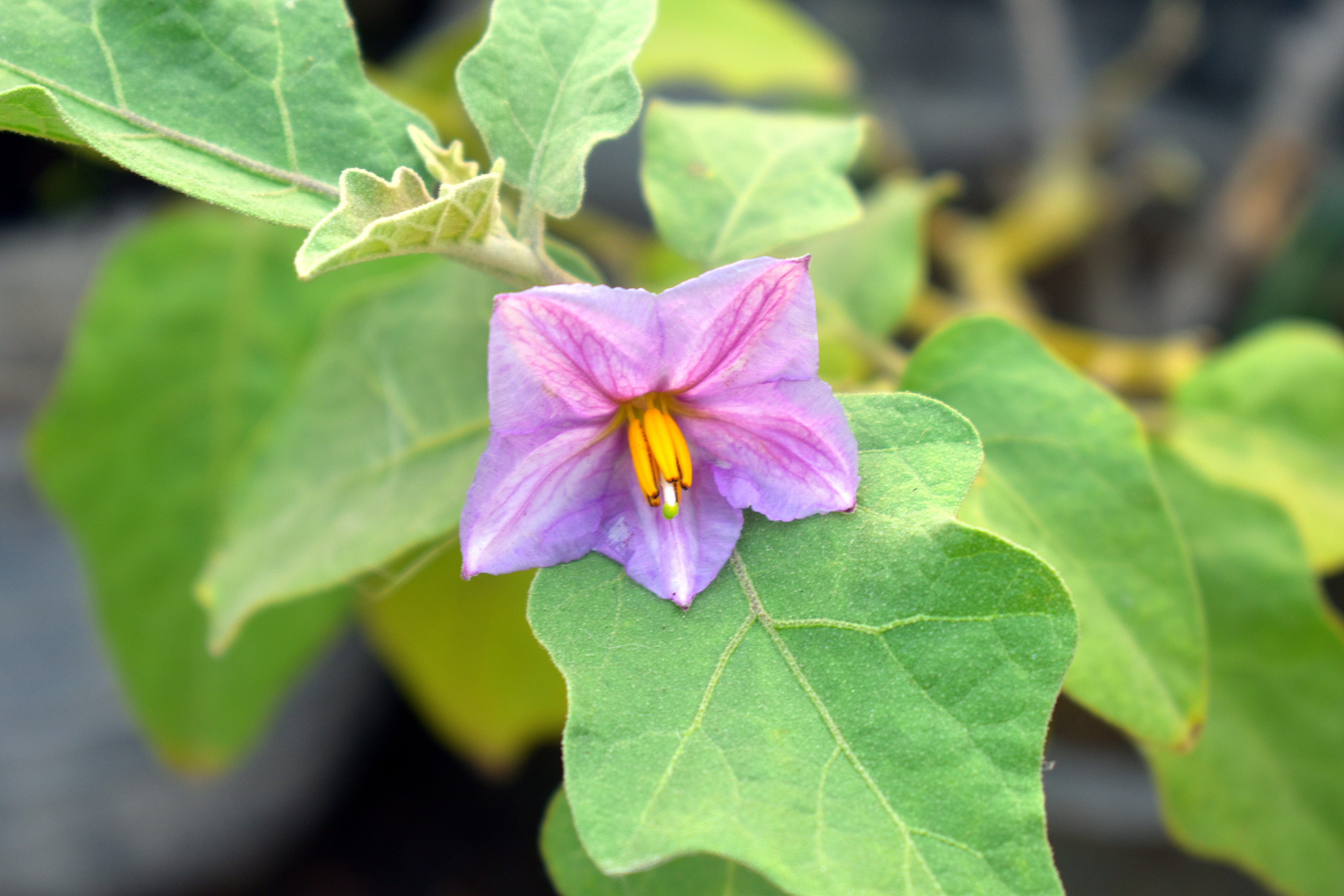 growth, purple flower, plant, eggplant, nature, flowering plant, fragility, beauty in nature, petal, pink color, no people, outdoors, close-up, green color, HD Wallpaper