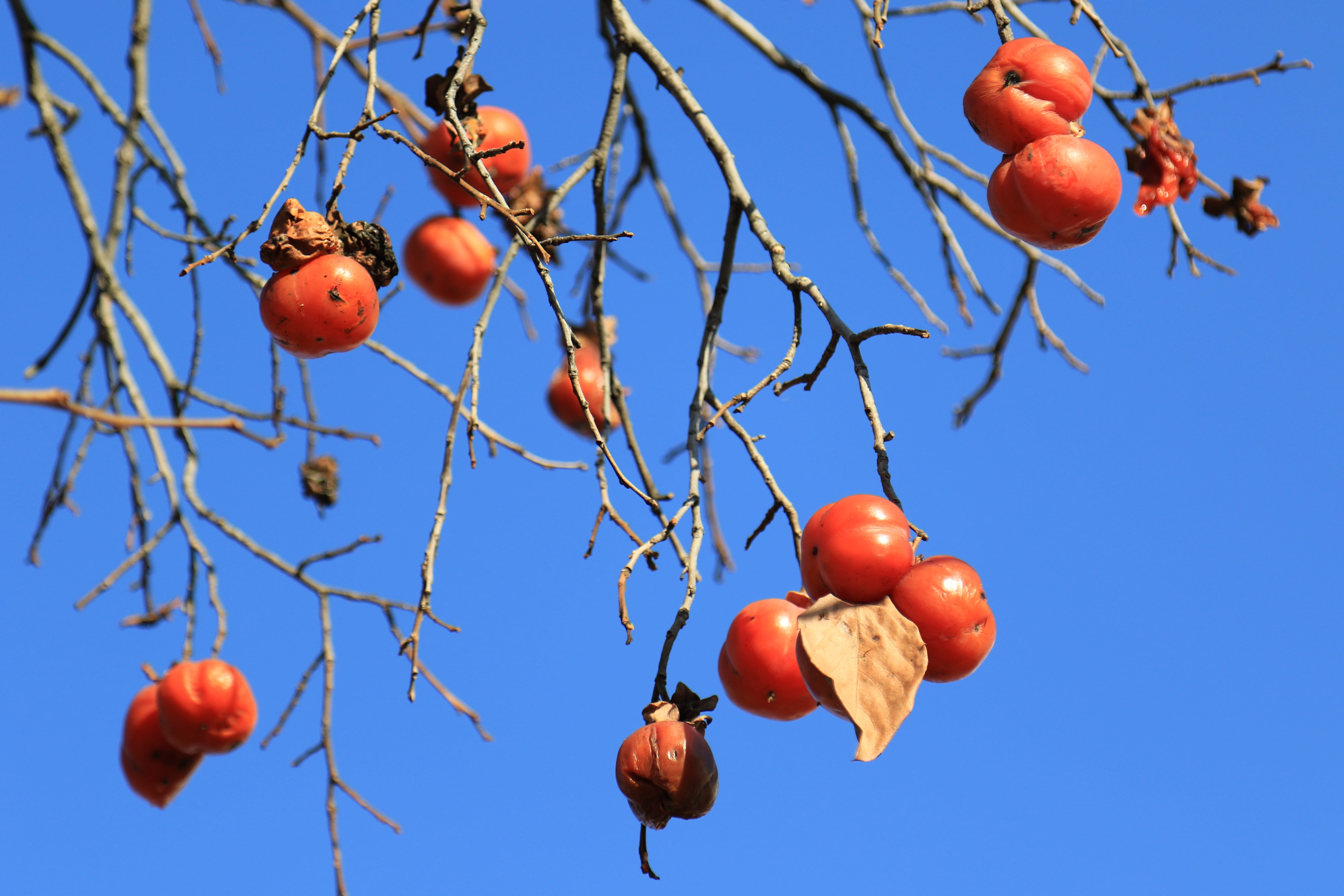 plant, no people, 5K, freshness, day, close-up, fruit, season, clear sky, leaf, tree, Eggplant, loneliness, branch, healthy eating, blue, growth, leaves, HD Wallpaper