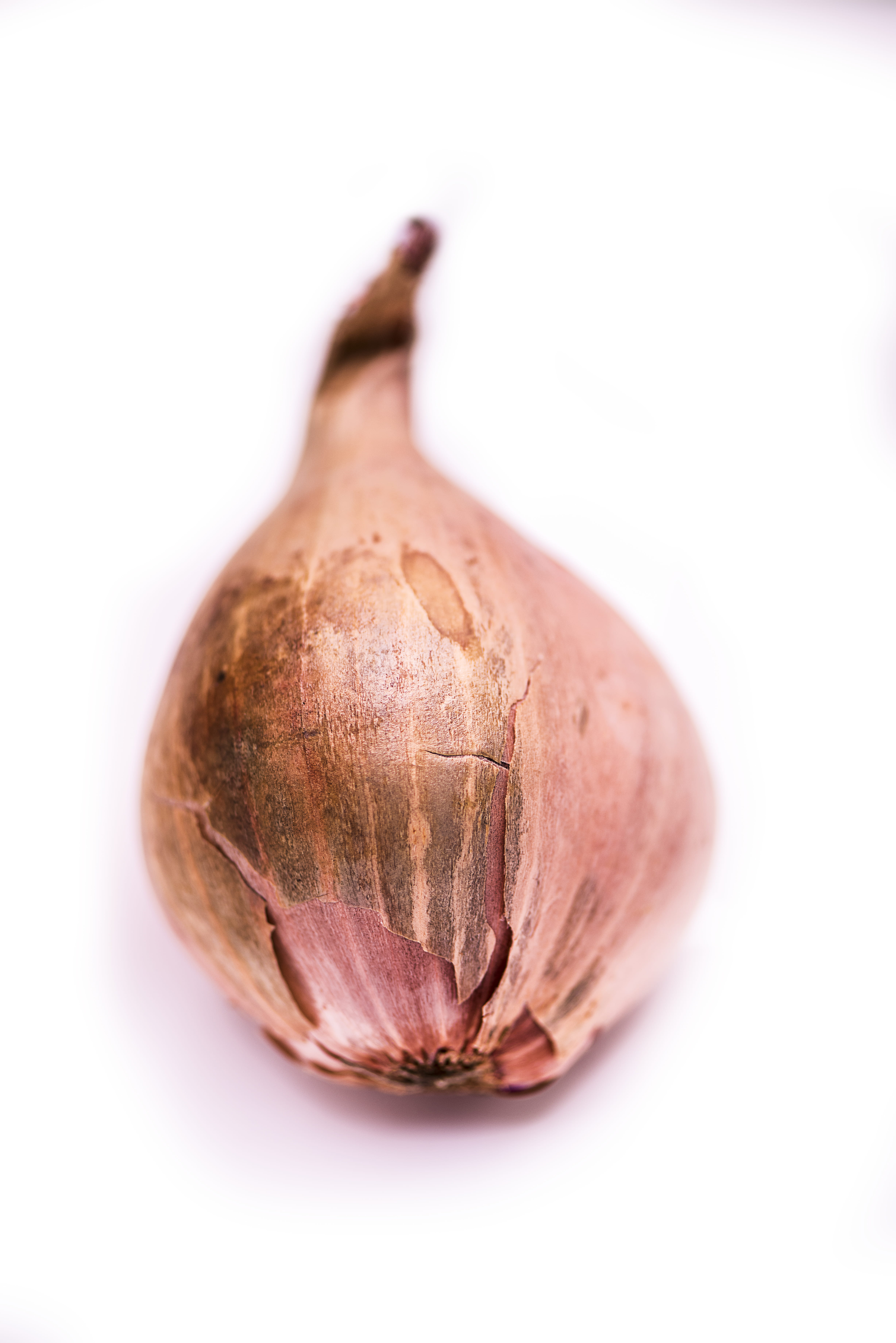studio shot, food, focus on foreground, walnut, wildlife, freshness, animal, healthy eating, wellbeing, garlic, white background, vegetable, plant, toad, Phone HD Wallpaper