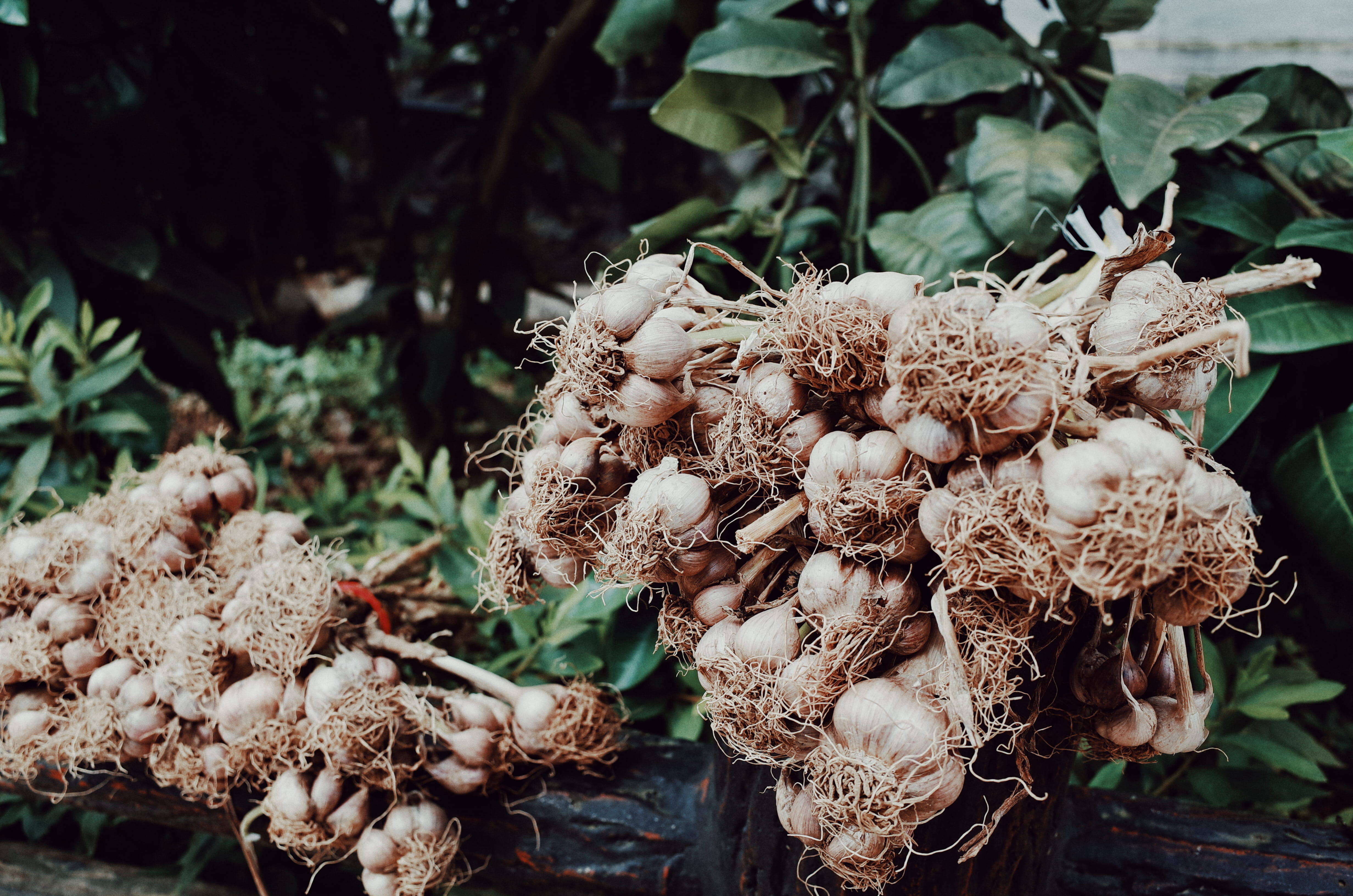 day, wilted plant, no people, fragility, produce, shallot, vegetable, garlic, plant, invertebrate, growth, beauty in nature, soy, fungus, flowering plant, HD Wallpaper