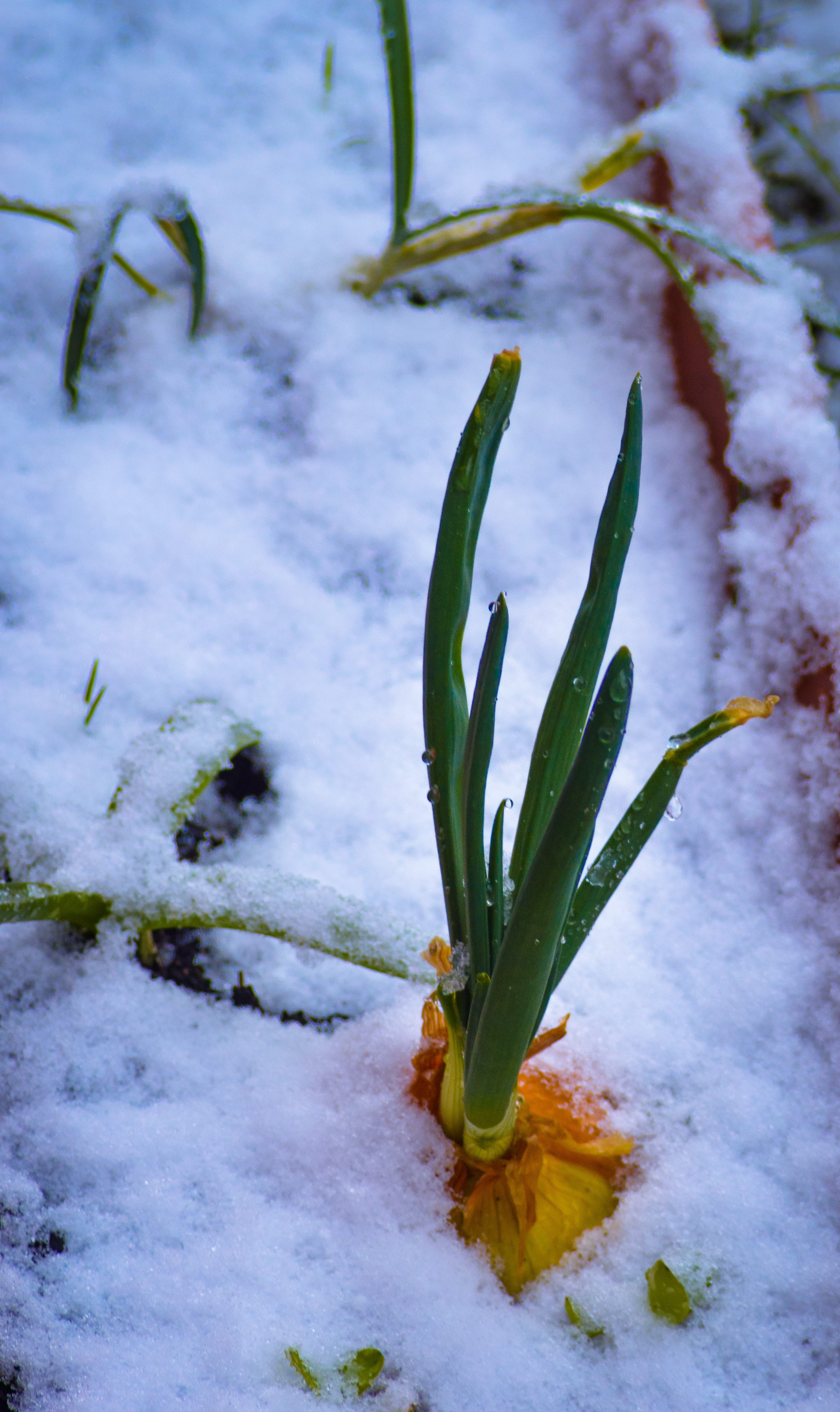 cold temperature, blossom, powder snow, shallot, beauty in nature, frozen, white color, green color, plant, focus on foreground, food, winter, iris, leek, Phone HD Wallpaper