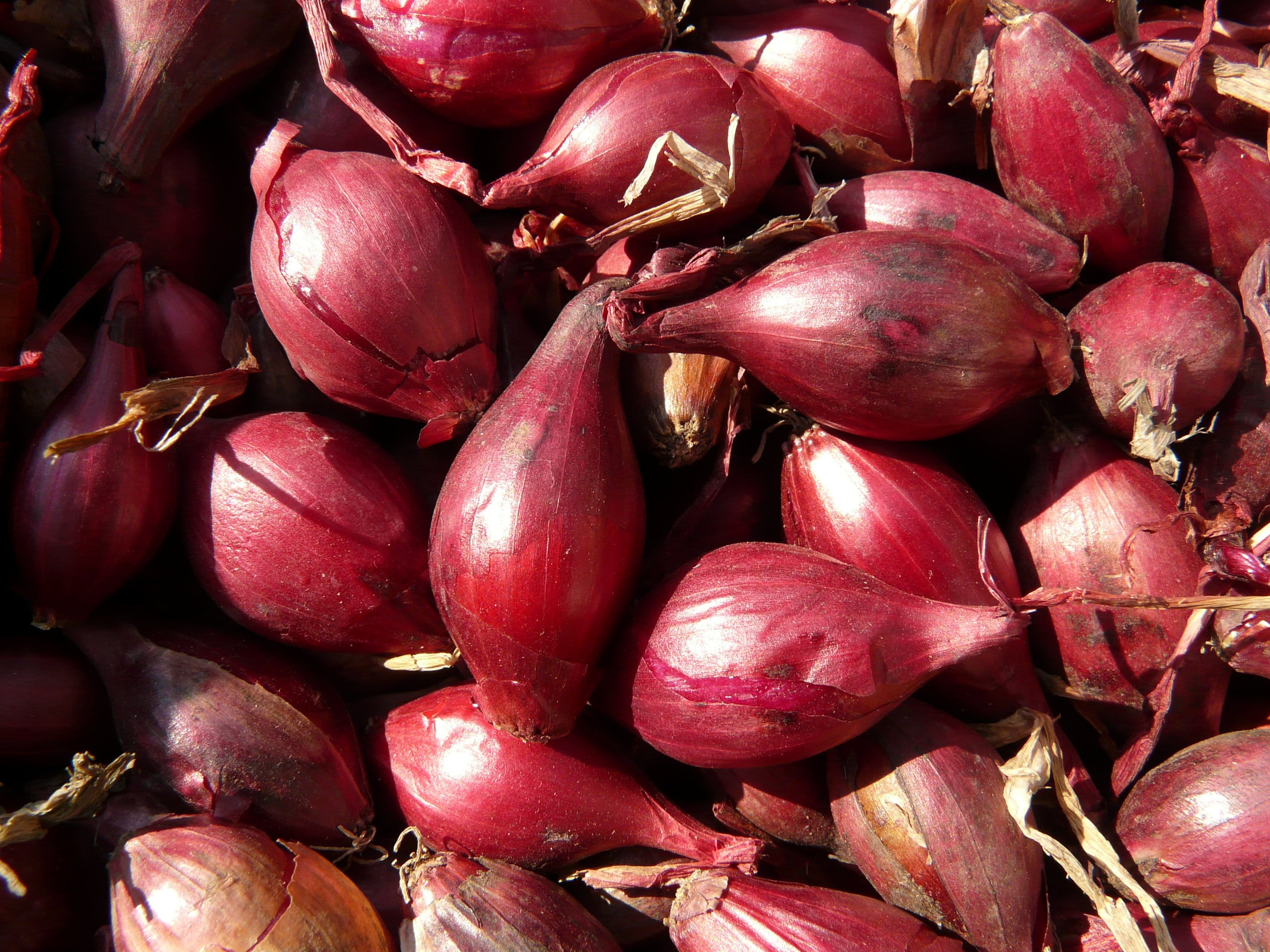 macro, close-up, large group of objects, noble onion, shallots, food, 2K, red shallots, still life, market stall, red, close up, purple, vegetable, healthy eating, HD Wallpaper