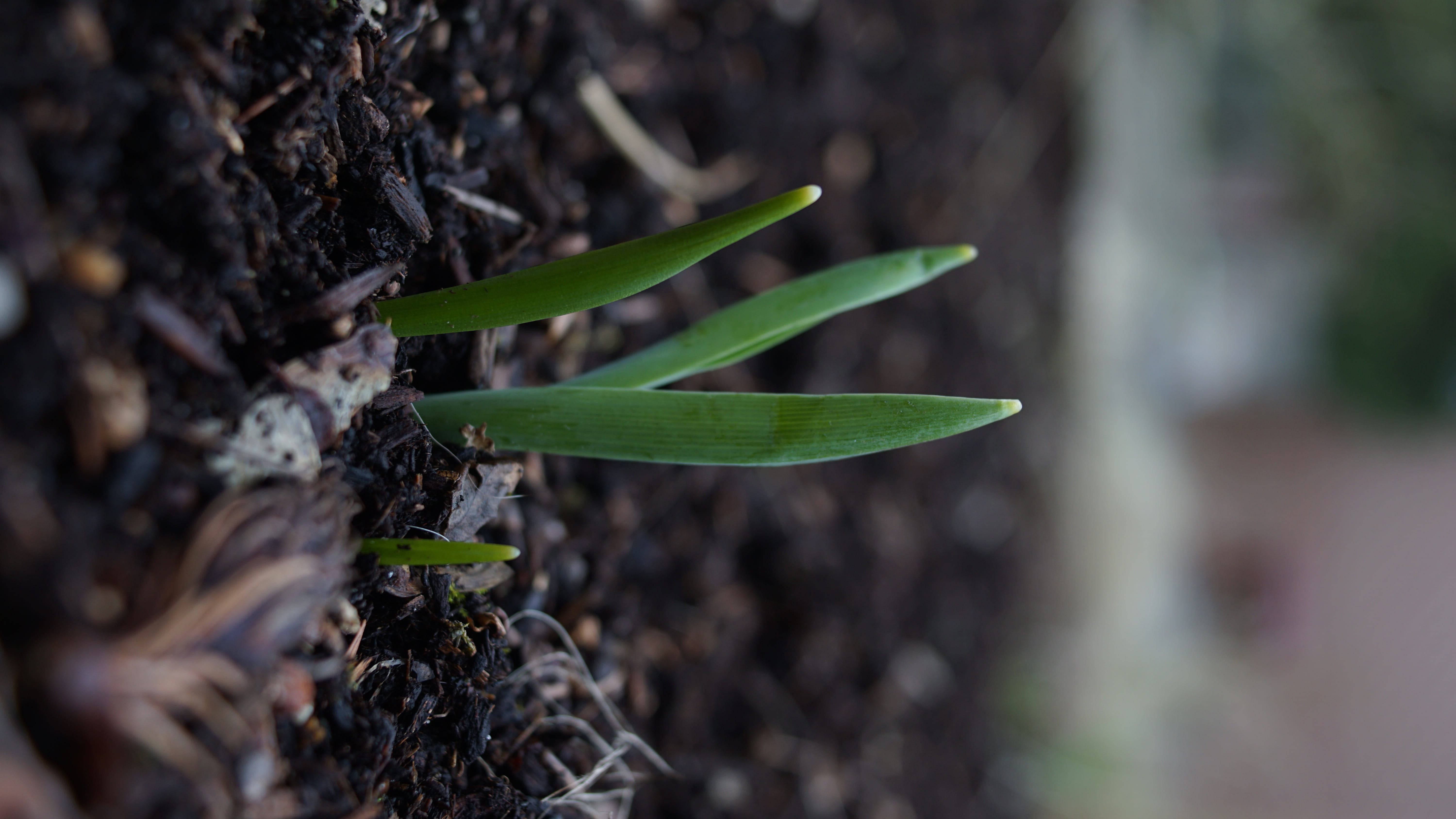 plant part, soil, tree, leaf, green color, beauty in nature, blossom, carrot, no people, food, field, day, beginnings, ground, tree trunk, vegetable, close-up, HD Wallpaper