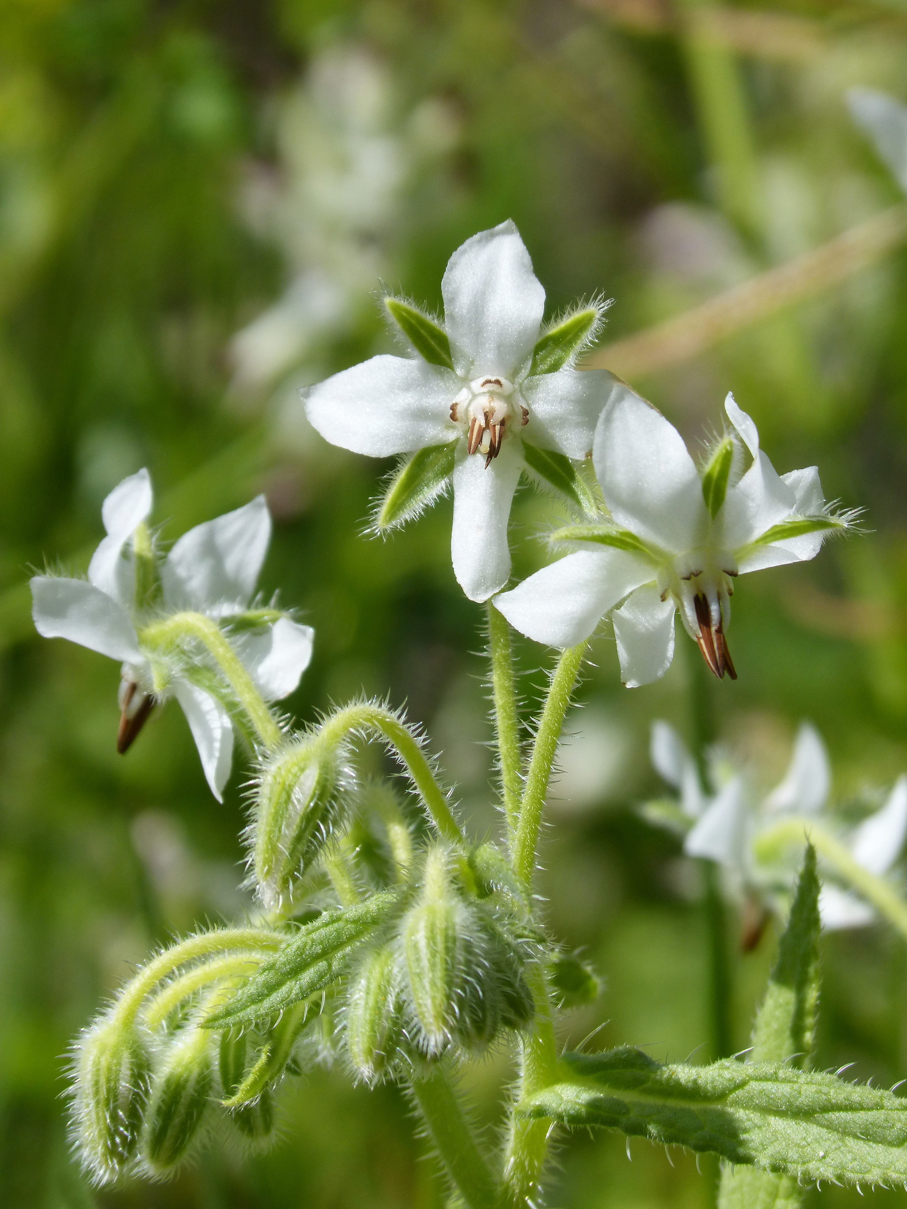 no people, borage white, borago officinnalis, borage, flowering plant, fragility, flower head, 4K, close-up, day, plant, leaf, nature, plant part, focus on foreground, Phone HD Wallpaper