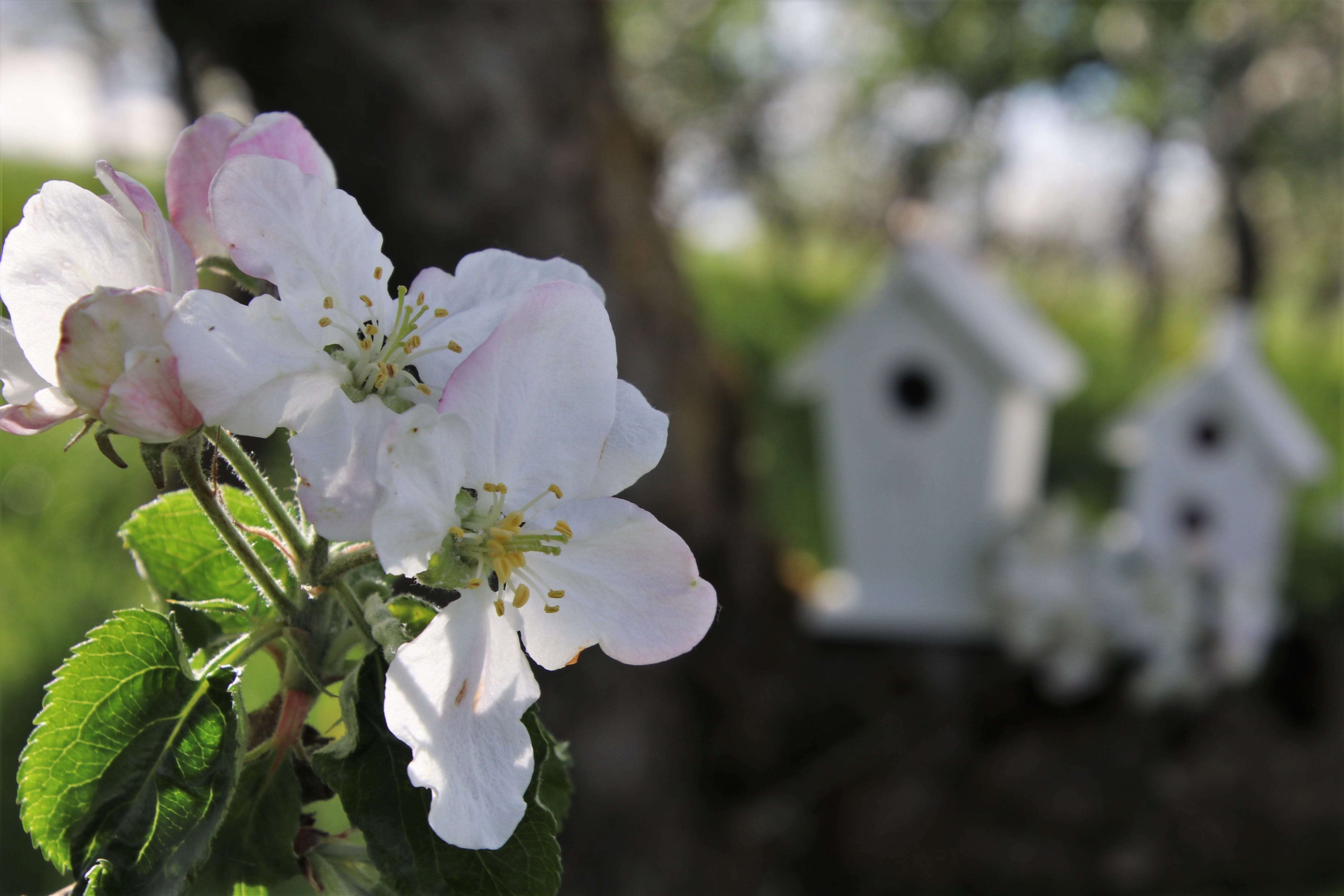 4K, the silence, white color, garden, green, closeup, close-up, the smell of, tree, blossom, fragility, cherry blossom, mood, growth, apple, pollen, beauty, HD Wallpaper