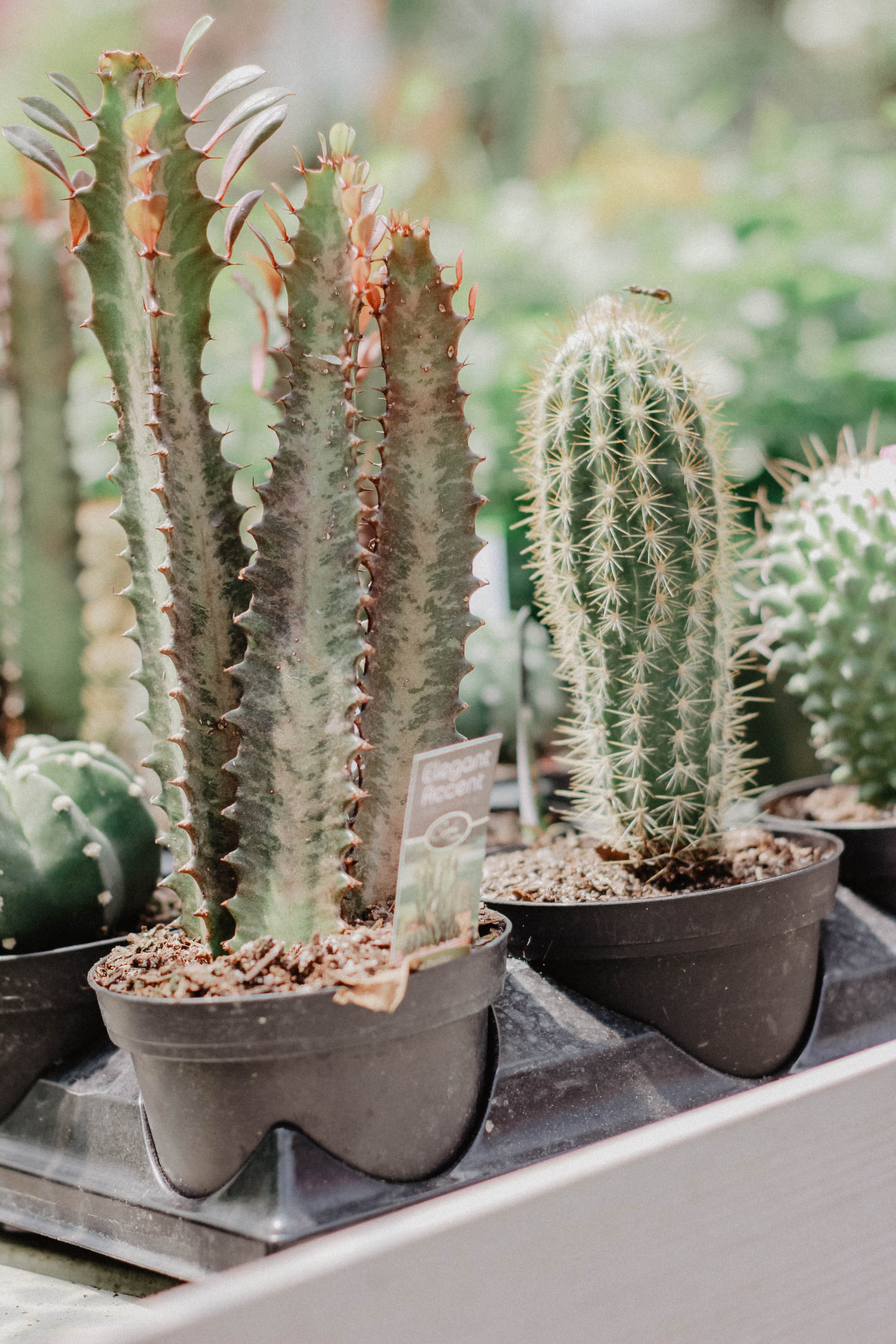 potted plant, inflatable, milk can, focus on foreground, 5K, fruit, outdoors, cactus, warning sign, sharp, food, bridge, dog, close-up, animal, plant, Phone HD Wallpaper