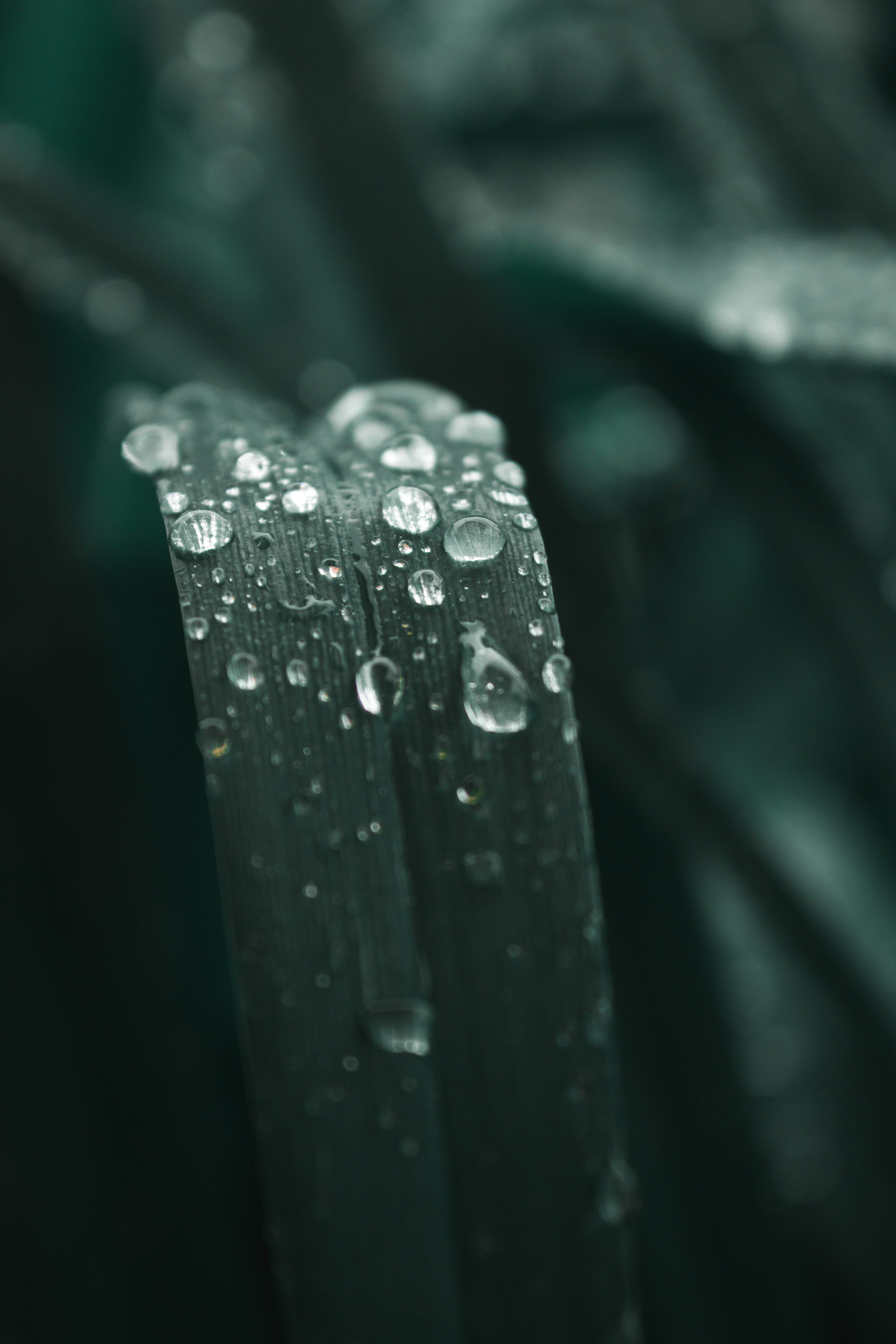 produce, blade of grass, day, iris, flower, selective focus, wet, fragility, drop, focus on foreground, watering can, droplet, raindrop, purity, green color, Phone HD Wallpaper