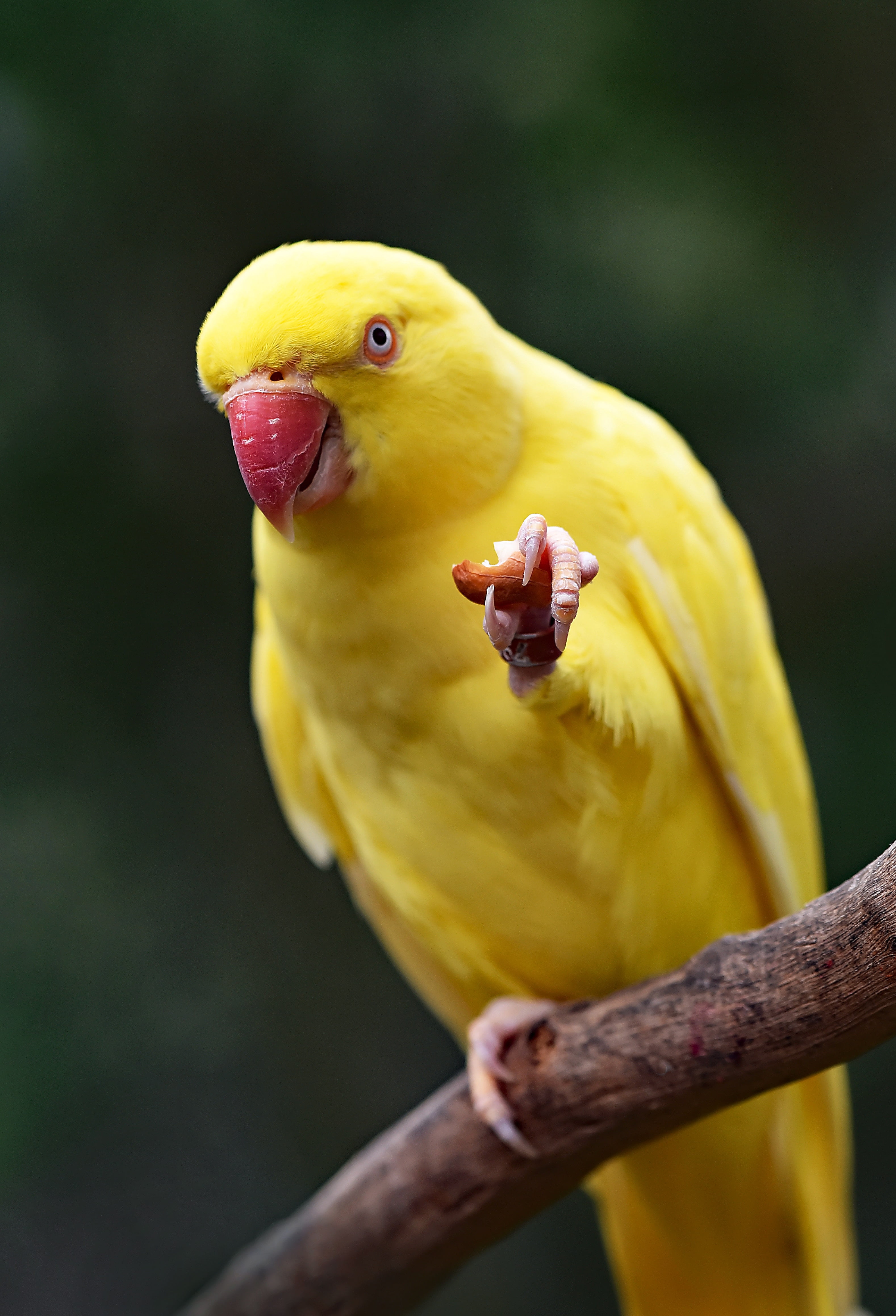 parakeet, pets, nature, animal themes, 4K, beak, tropical bird, animal, parrot, animal wildlife, one animal, domestic, outdoors, vertebrate, perching, Phone HD Wallpaper
