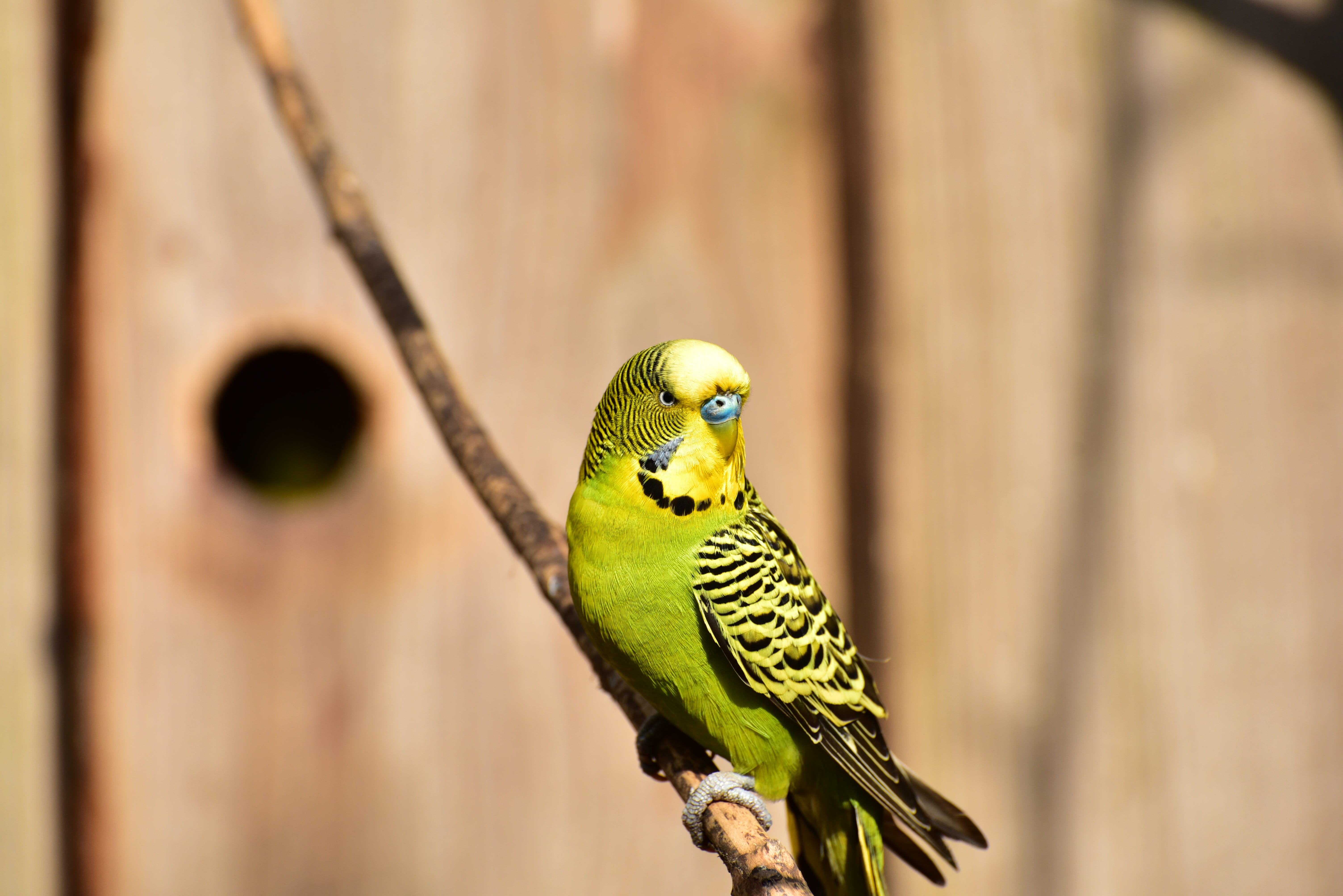 close-up, one animal, yellow, focus on foreground, 5K, wood - material, budgie, black, budgerigar, feather, bright, outdoors, green, colorful, beauty in nature, HD Wallpaper