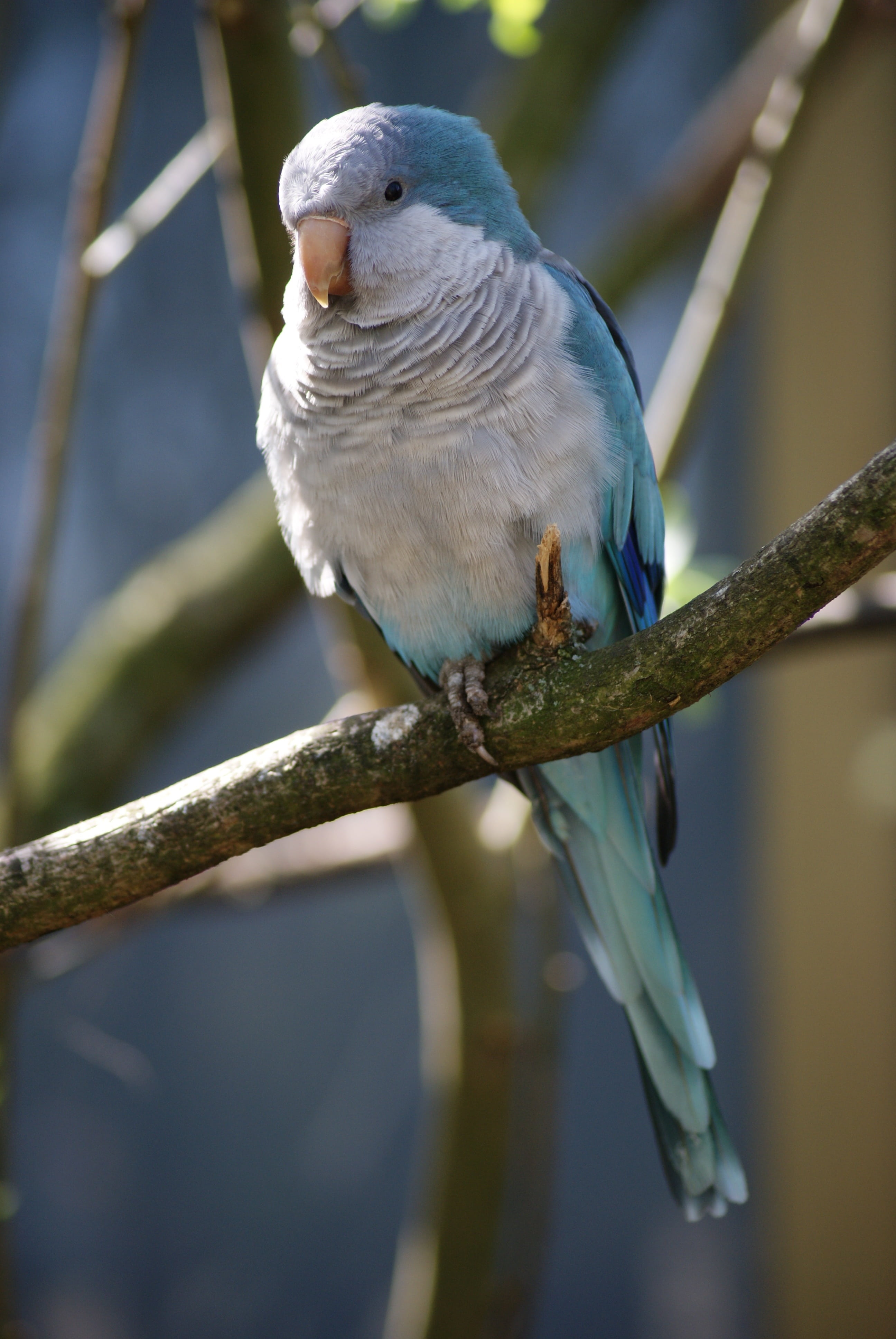 monk, feathers, full length, outdoors, bird, animal themes, perching, focus on foreground, animals in the wild, close, small parrot, no people, tree, branch, Phone HD Wallpaper