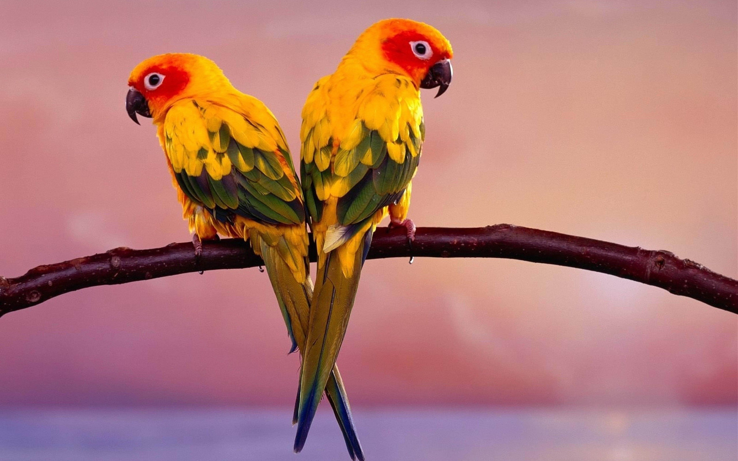 outdoors, parakeet, tropical bird, orange Color, pair, 2K, animal themes, wildlife, plant, parrot, birds, cute, perching, animals In The Wild, two, group of animals, HD Wallpaper