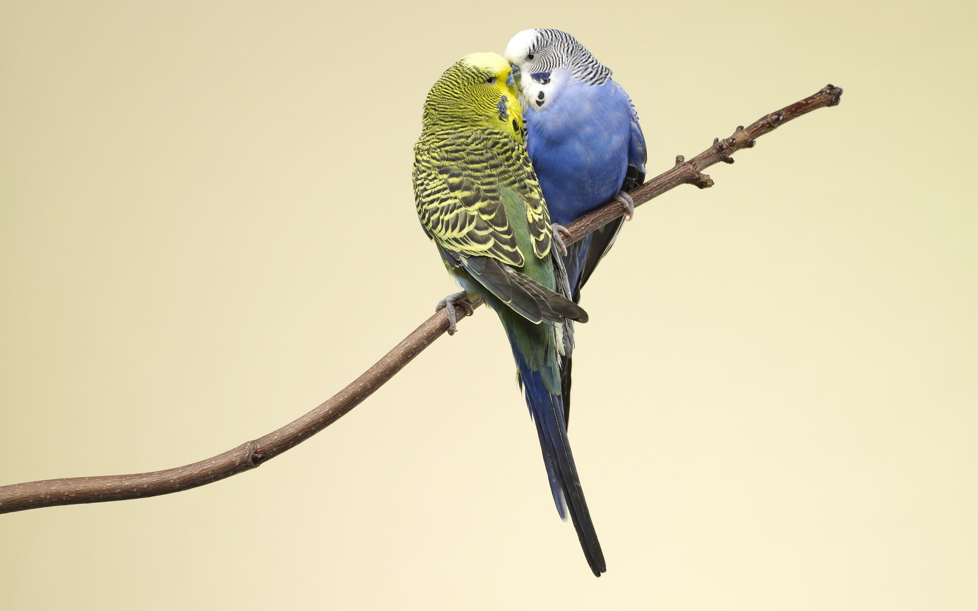 1080P, parakeets, Parrots, Two, HD Wallpaper