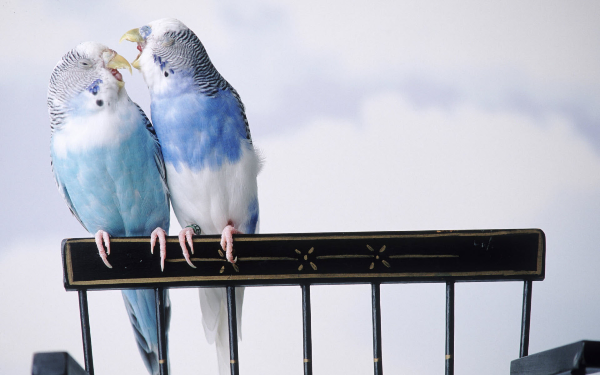1080P, cantankerous, parakeets, HD Wallpaper