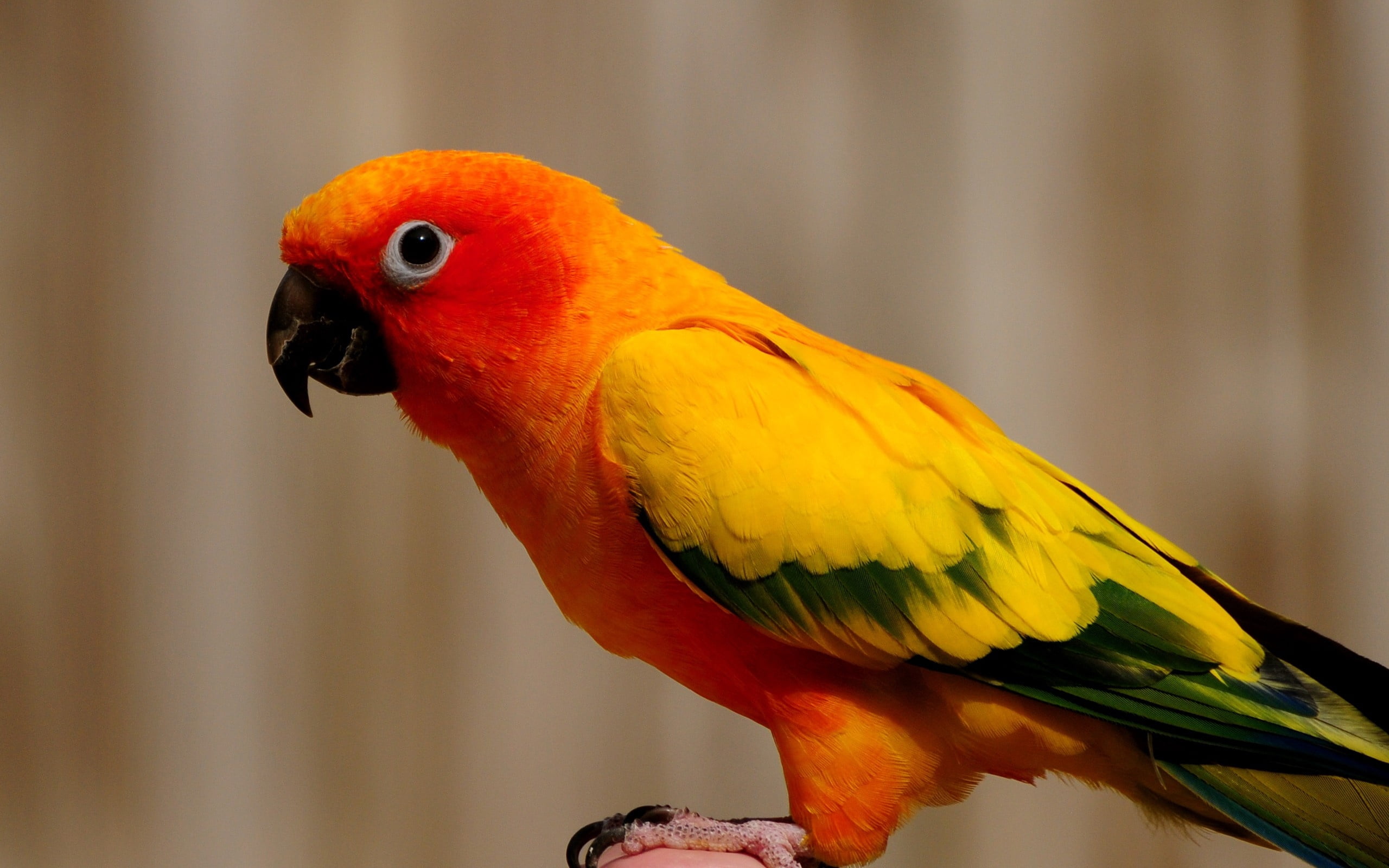 tropical Bird, looking, macaw, sun, focus on foreground, no people, feather, close-up, wildlife, parrot, tropical Climate, colors, day, blue, one Animal, HD Wallpaper