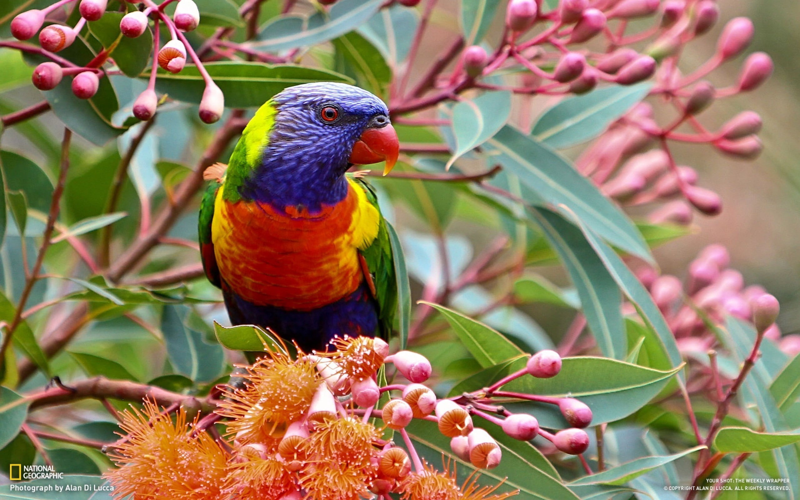 pink Color, one animal, animal wildlife, colors, green, red, beak, backgrounds, leaves, color Image, flower, feather, multi Colored, perching, yellow, no people, HD Wallpaper