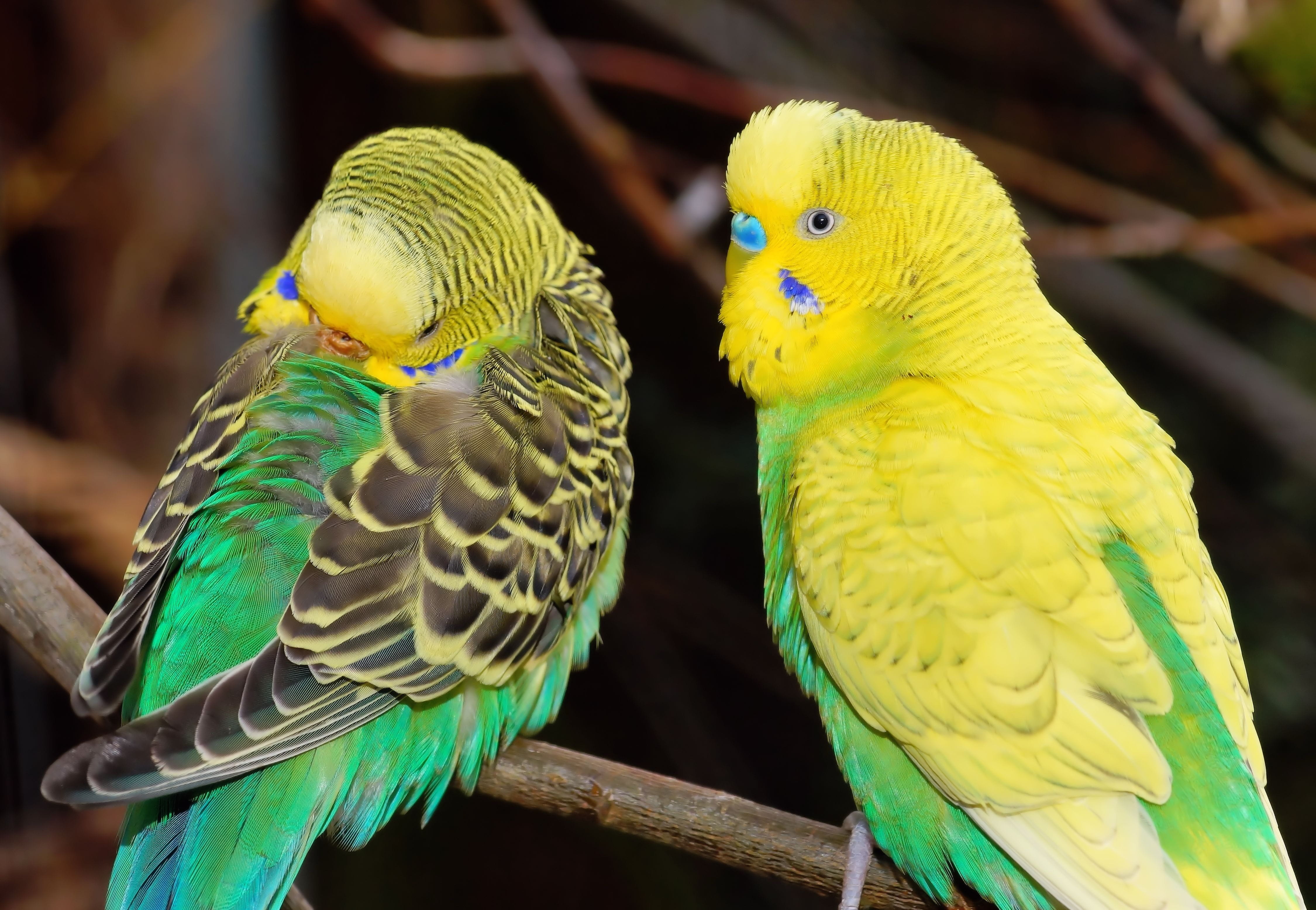 no people, animal, group of animals, birds, close-up, colorful, parakeets, animals in the wild, togetherness, animal themes, budgerigar, pets, together, HD Wallpaper