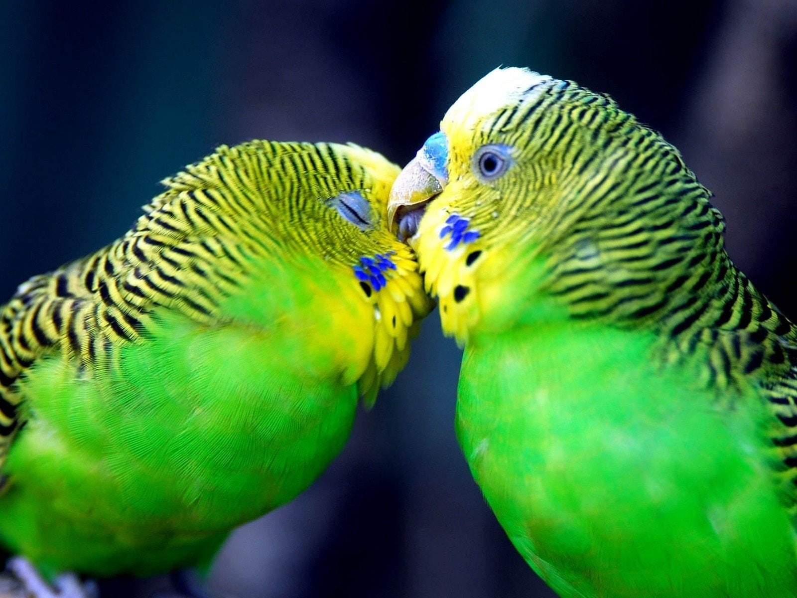720P, budgerigar, parakeets, wildlife, birds, HD Wallpaper