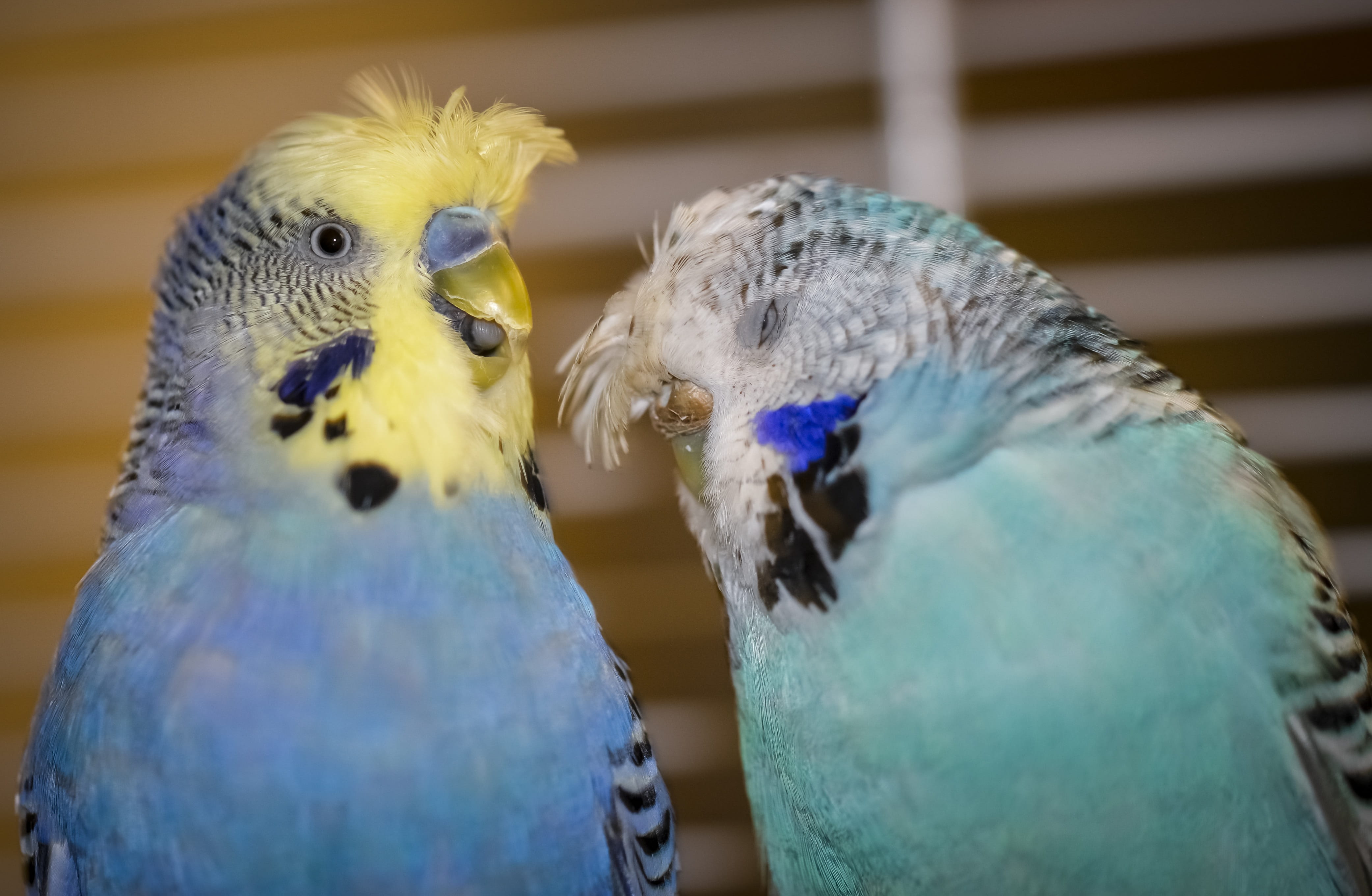 selective focus, animal, blue, bird, animal wildlife, animals in the wild, budgie, 4K, animal family, togetherness, animal themes, two animals, day, group of animals, HD Wallpaper