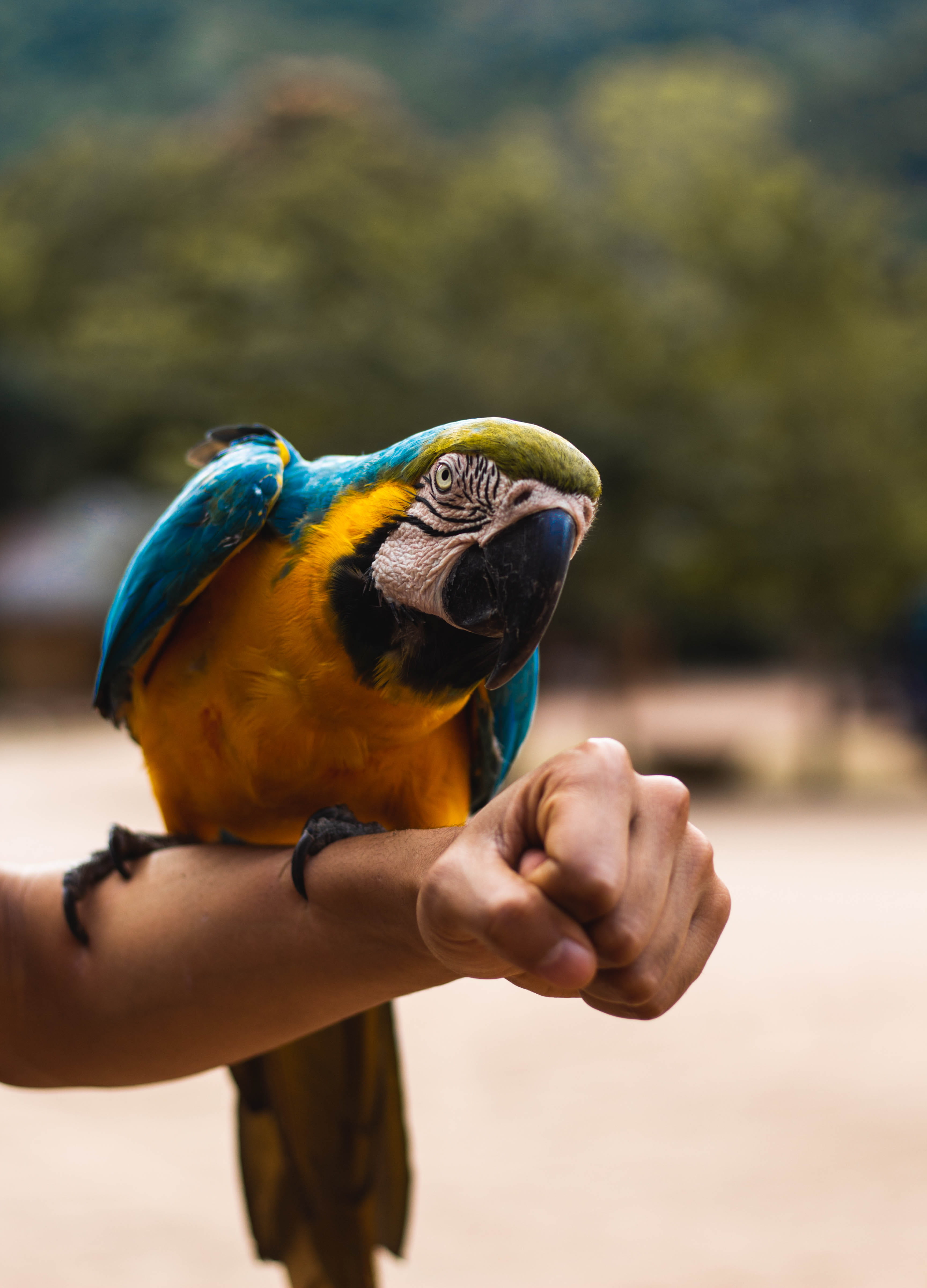 face, blue, perched, green, green Color, macaw, loro, outdoors, arm, orange, bird, s, cute, pet, nature, wildlife, brazil, 4K, beak, person, feather, wing, Phone HD Wallpaper