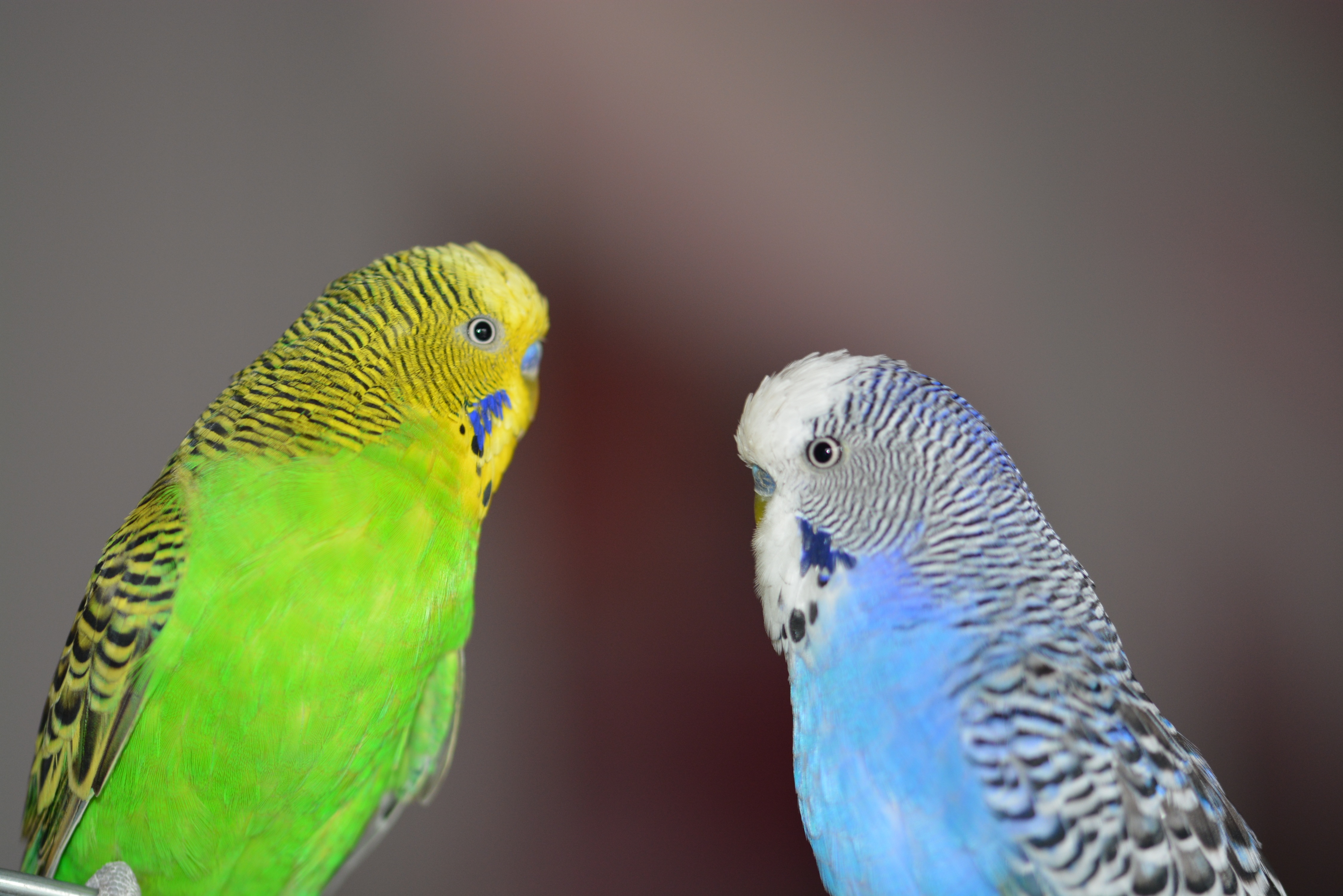 animals in the wild, animal themes, close, animal wildlife, domestic, two animals, blue, facing, parrot, two, 4K, group of animals, animal world, parakeets, HD Wallpaper
