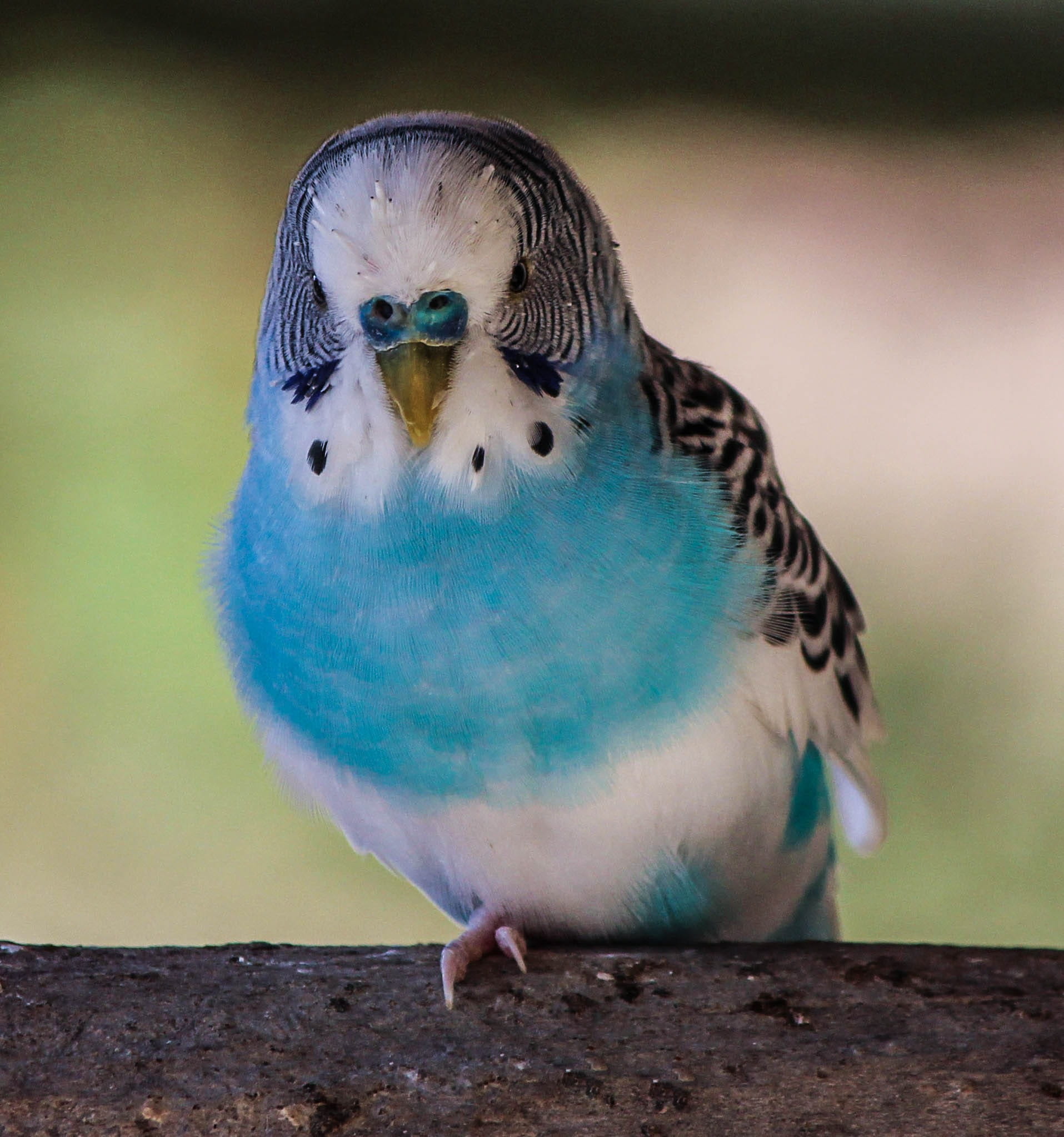 creature, wooden, avian, beak, animal themes, feather, wings, dom, nature, wild, outdoors, parrot, wilderness, mammal, Budgerigar, full length, day, 1080P, Phone HD Wallpaper