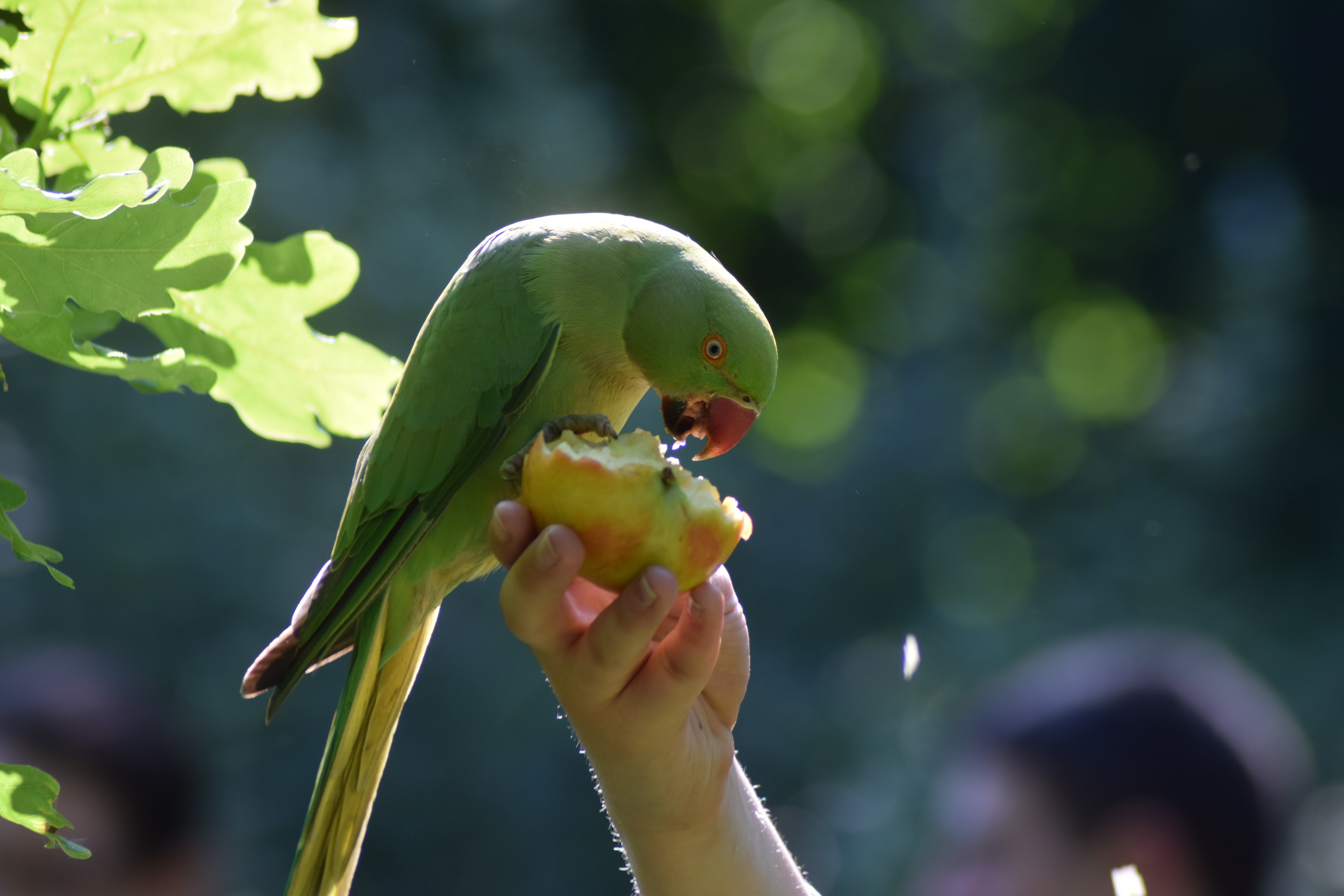 natural, color, outdoors, nature, 5K, parakeet, colorful, wildlife, tame, holding, cute, eye, food and drink, wild, fauna, day, close-up, pet, human hand, HD Wallpaper