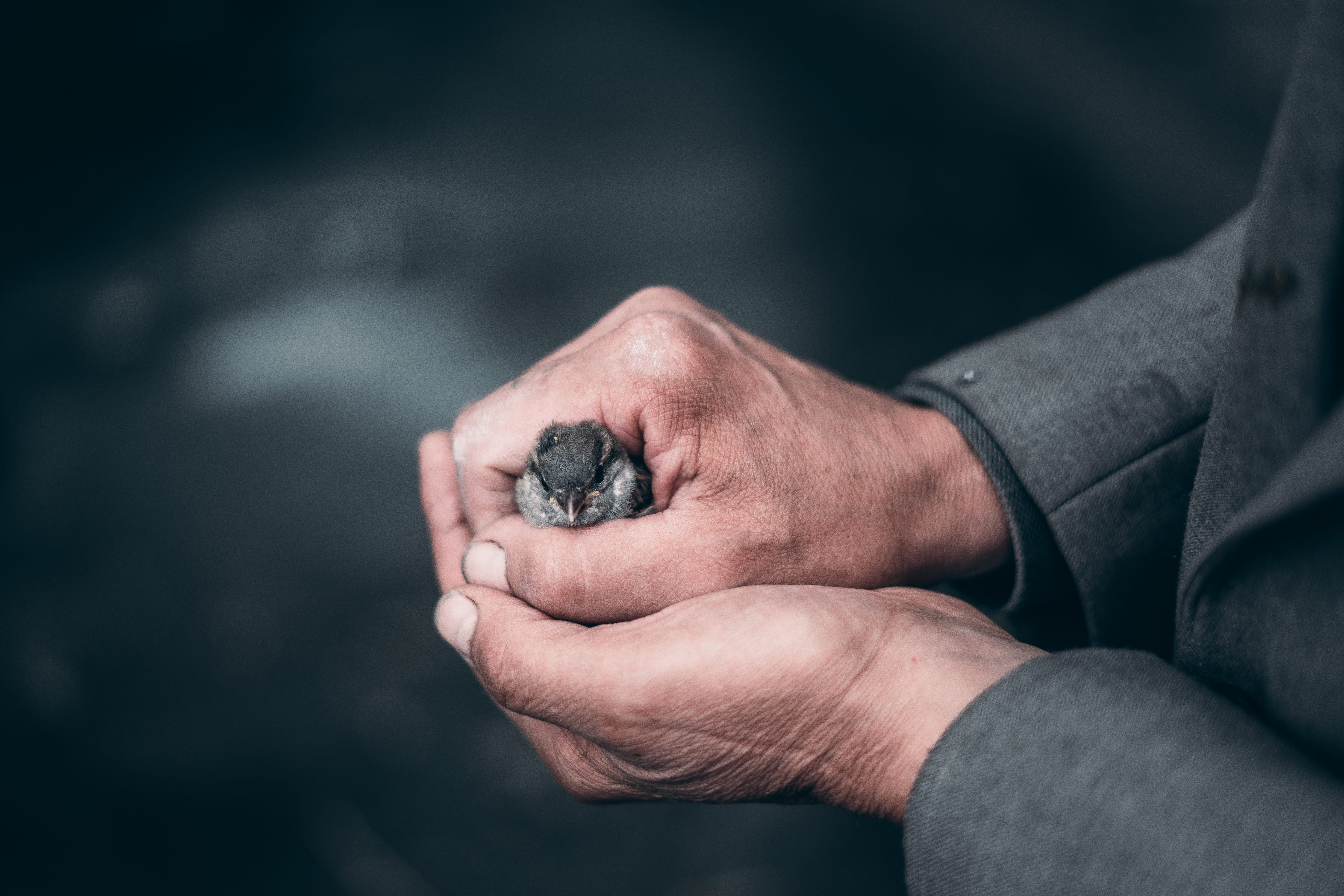 tranquil scene, animal, men, 5K, serene person, black Color, giving, human Finger, pet, light, shadow, person, close up, small, hands Cupped, backgrounds, HD Wallpaper