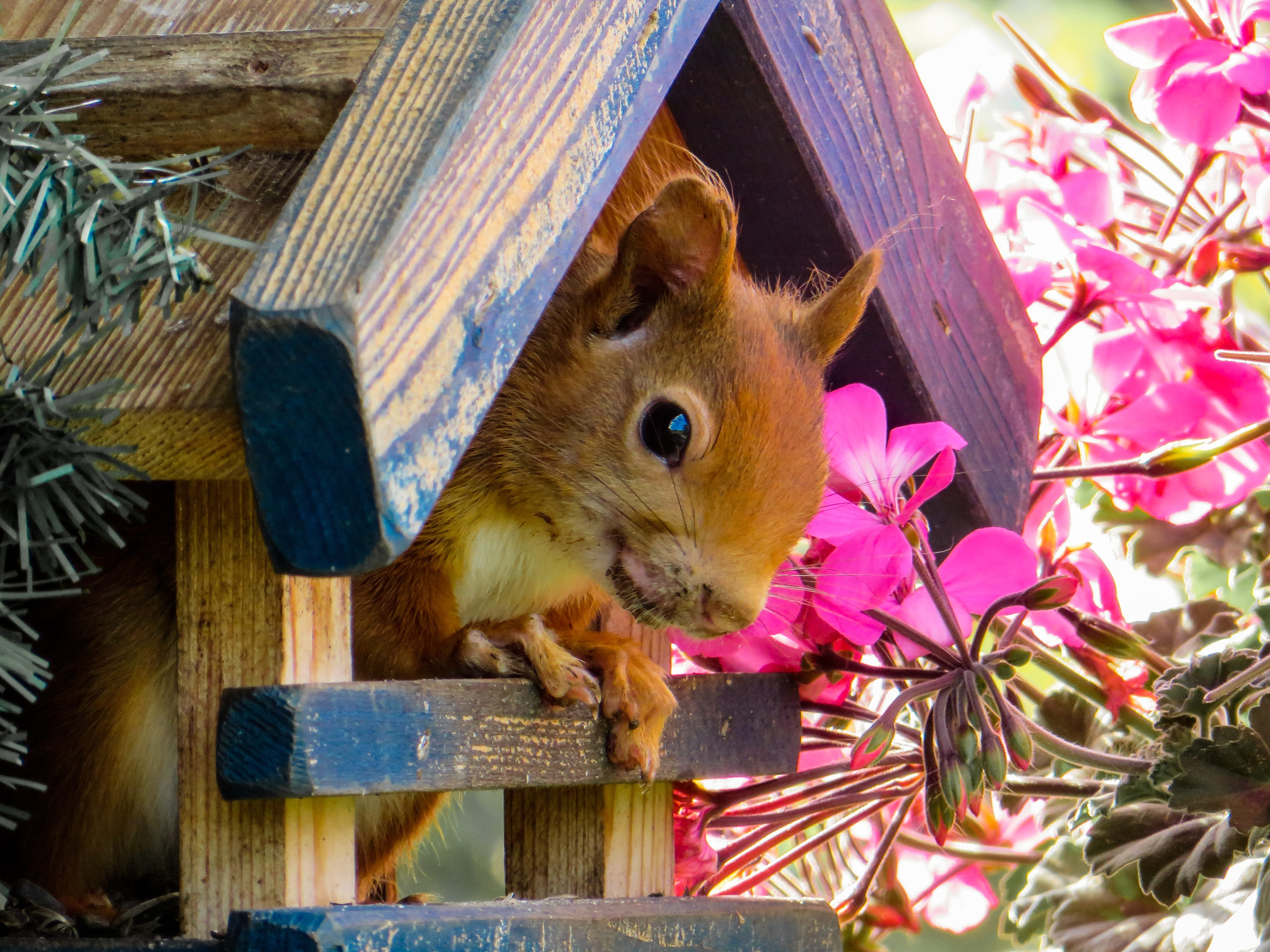 wooden, pink color, chipmunk, no people, mammal, cute, flowering plant, animal themes, flower, wildlife, pets, animal, squirrel, day, one Animal, garden, HD Wallpaper