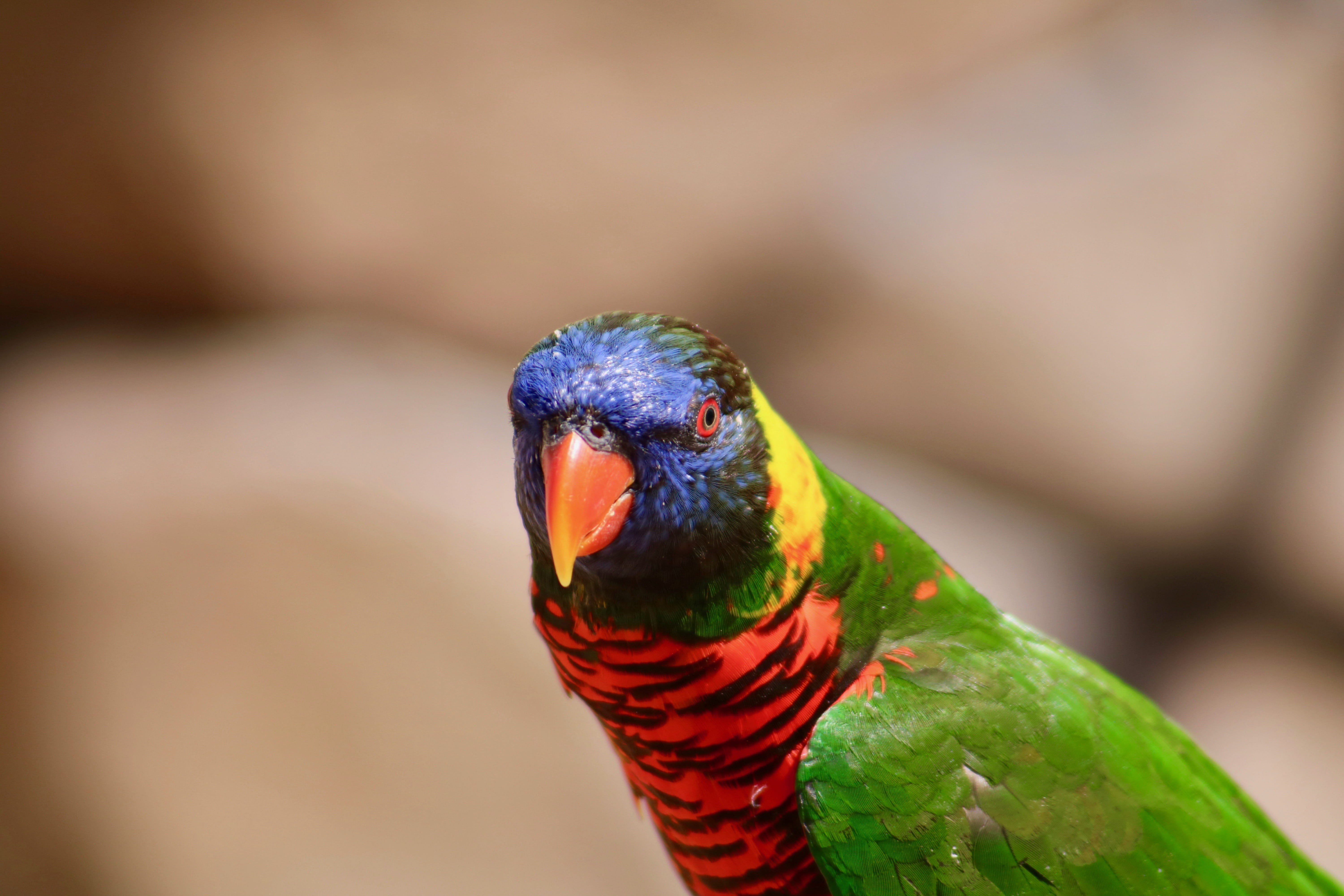 rainbow lorikeet, focus on foreground, animal eye, wild, sky, face, pet, beak, long beach, bird, beauty in nature, animal head, wing, red, eye, animal, HD Wallpaper