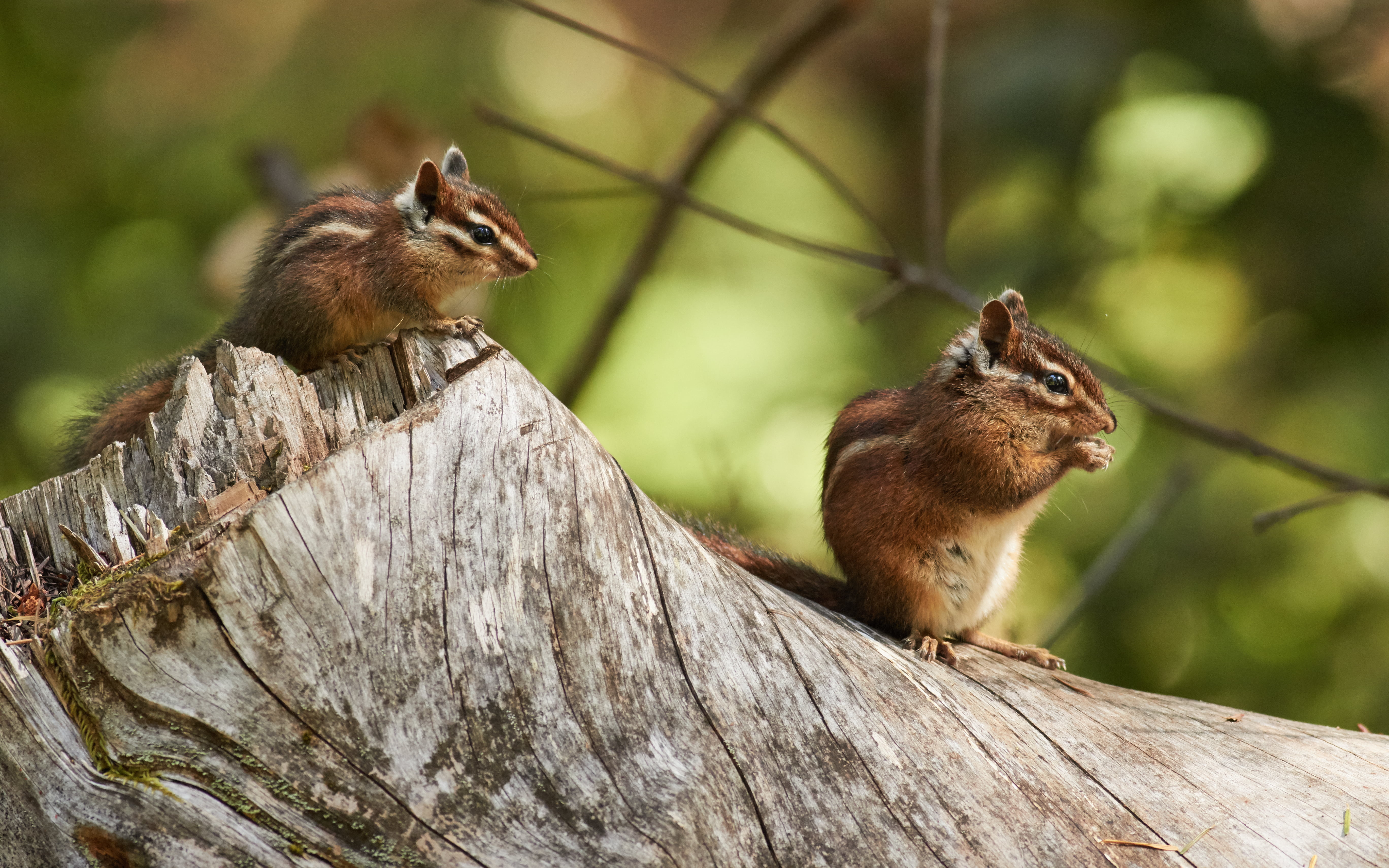 nature, California, Samuel P. Taylor State Park, forest, Chipmunks, United States, mammal, Sonoma chipmunk, two, 5K, cute, wildlife, tree, squirrel, brown, HD Wallpaper