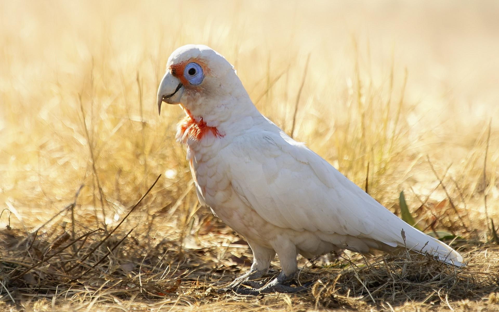 parrot, white, bird, 1080P, animals, 1920x1200, HD Wallpaper