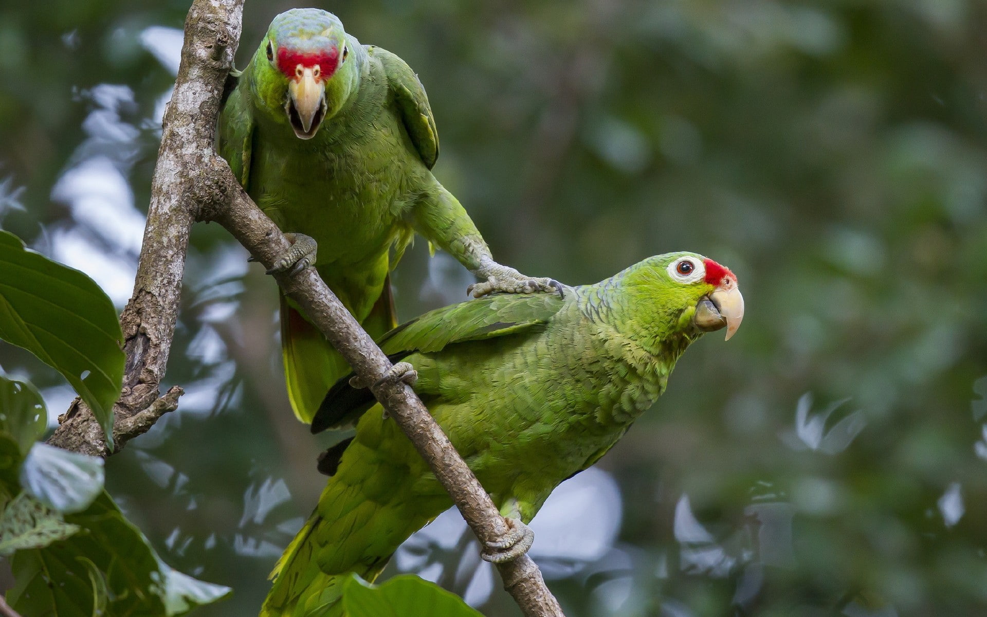 day, one animal, beauty in nature, branch, tree, beak, 1080P, birds, no people, animal wildlife, perching, animals in the wild, plant, focus on foreground, HD Wallpaper