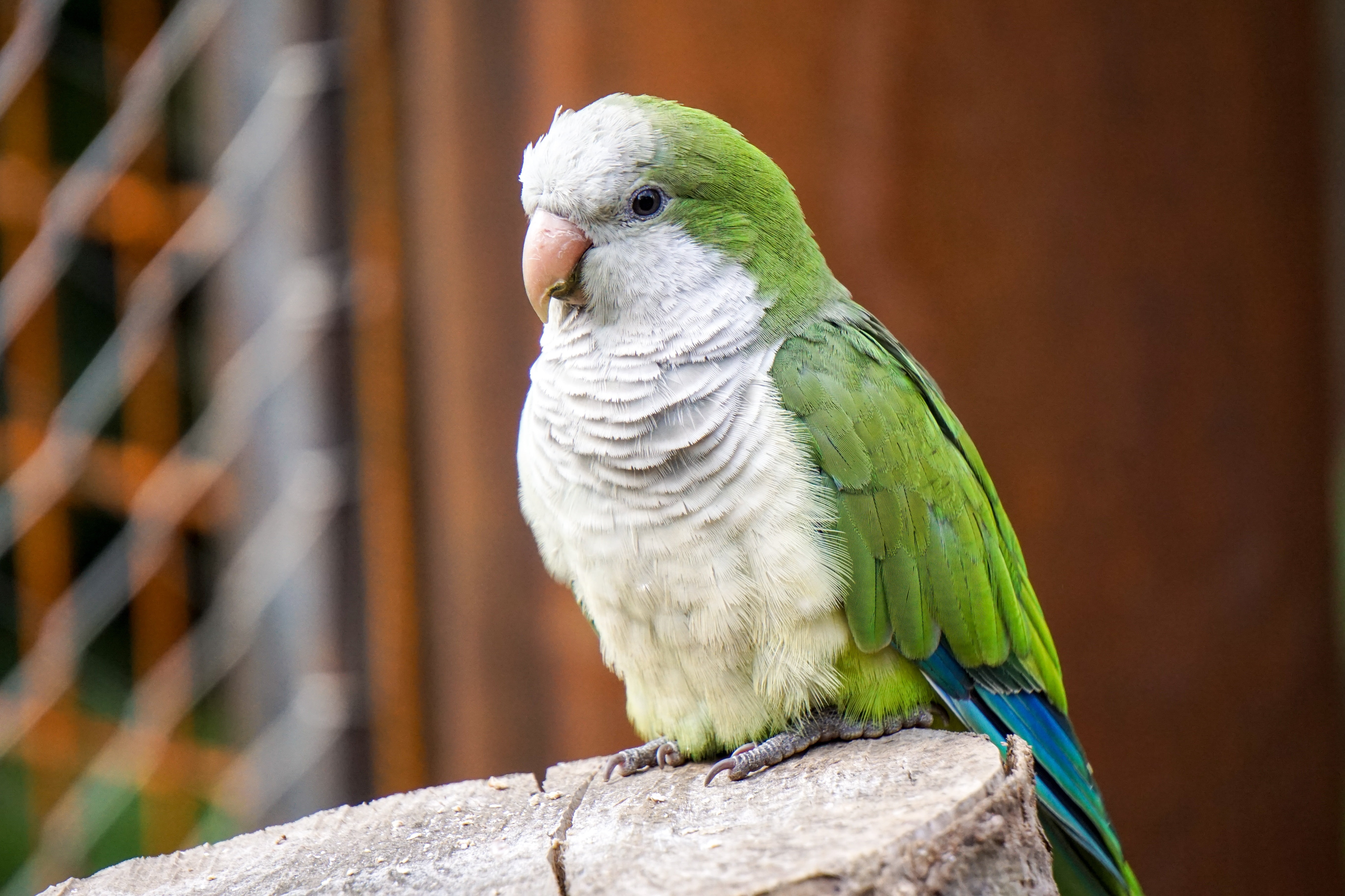 parakeet, looking, animals In The Wild, red, close-up, pets, one animal, animal wildlife, green, tropical bird, animal, monk parakeet, tropical Climate, HD Wallpaper