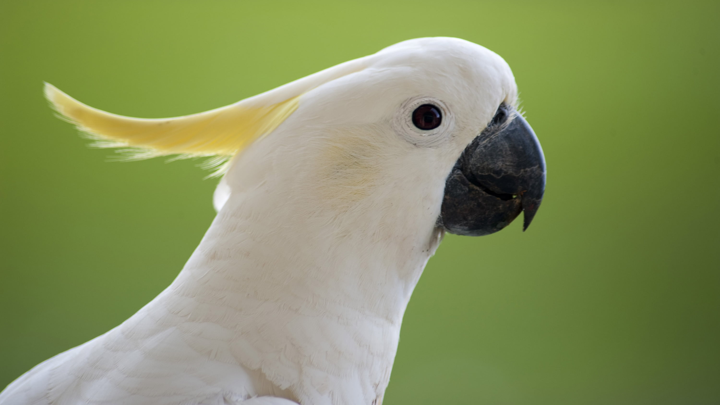Animal, Cockatoo, 2K, HD Wallpaper