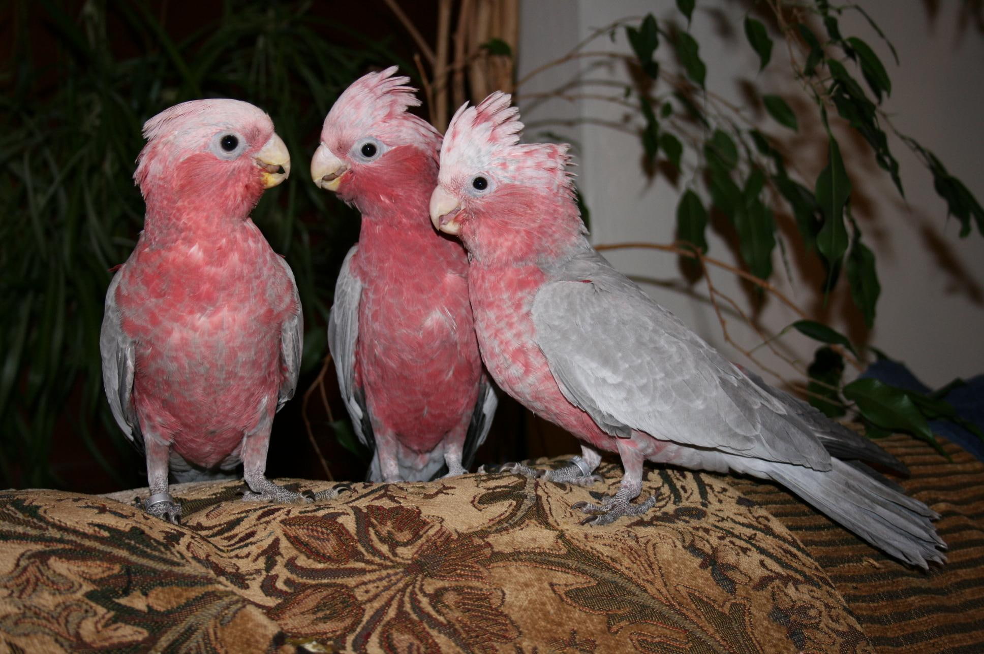 grey, birds, cocatoo, pink, pink and grey, 1080P, animals, cockatoos, babies, HD Wallpaper