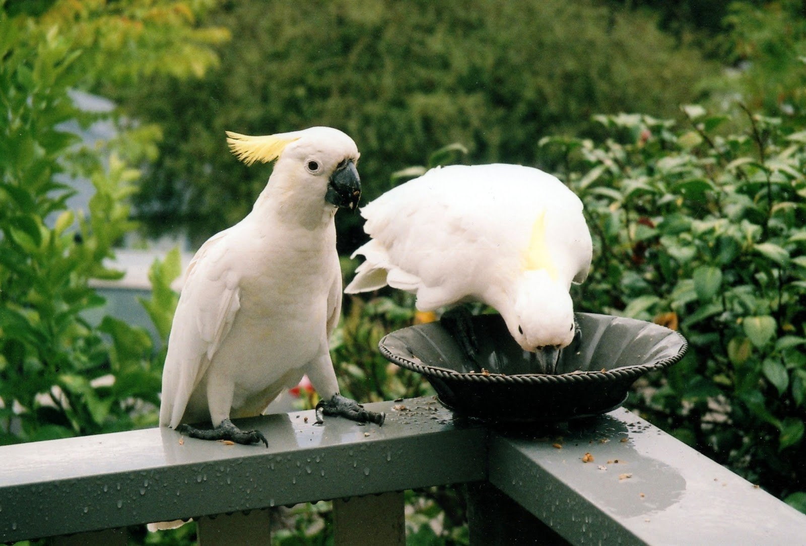 bird, parrot, 720P, cockatoo, tropical, HD Wallpaper