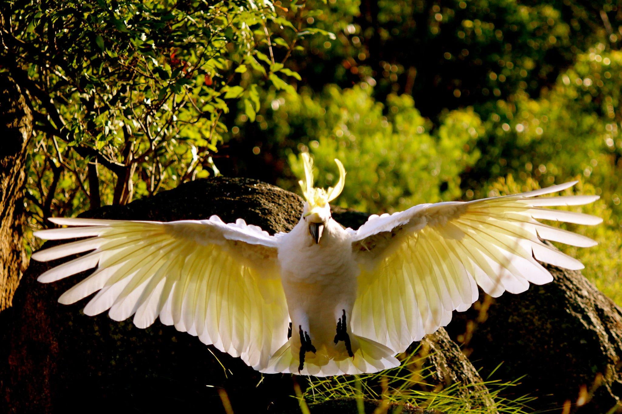 crested, nature, birds, yellow, animals, cockatoo, amazing, trees, 1080P, HD Wallpaper