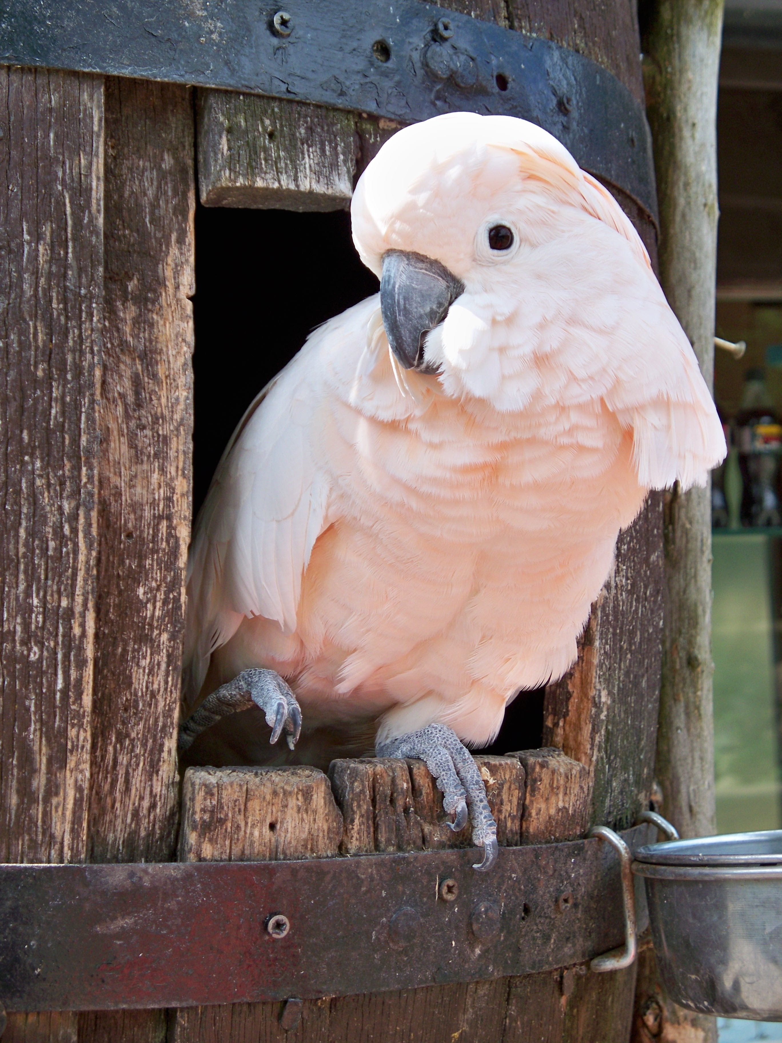 vertebrate, white color, feathers, perching, animal, day, cacatua moluccensis, looking at camera, focus on foreground, animals in the wild, salmon-crested cockatoo, Phone HD Wallpaper