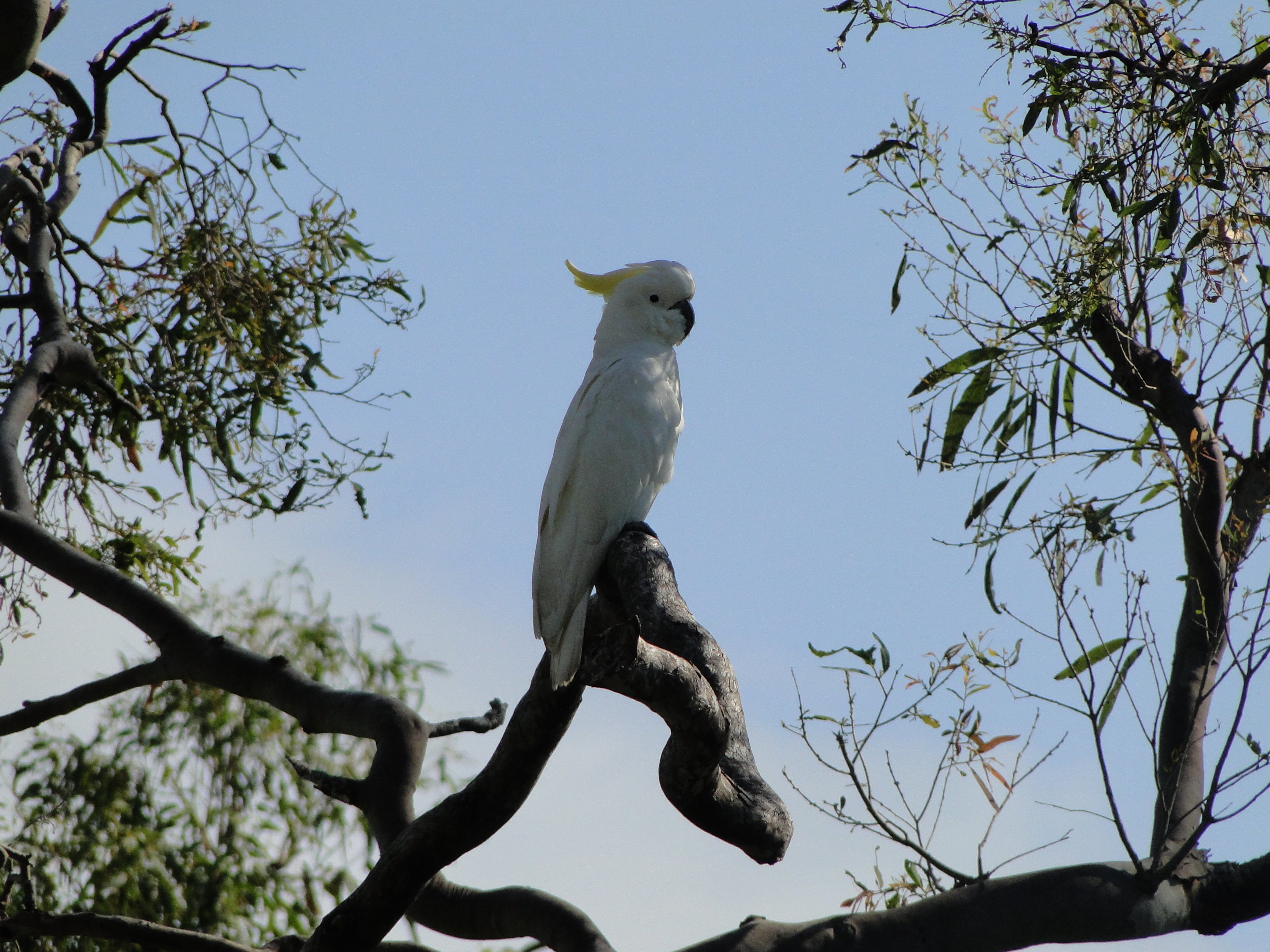 2K, tropical, parrot, cockatoo, bird, HD Wallpaper