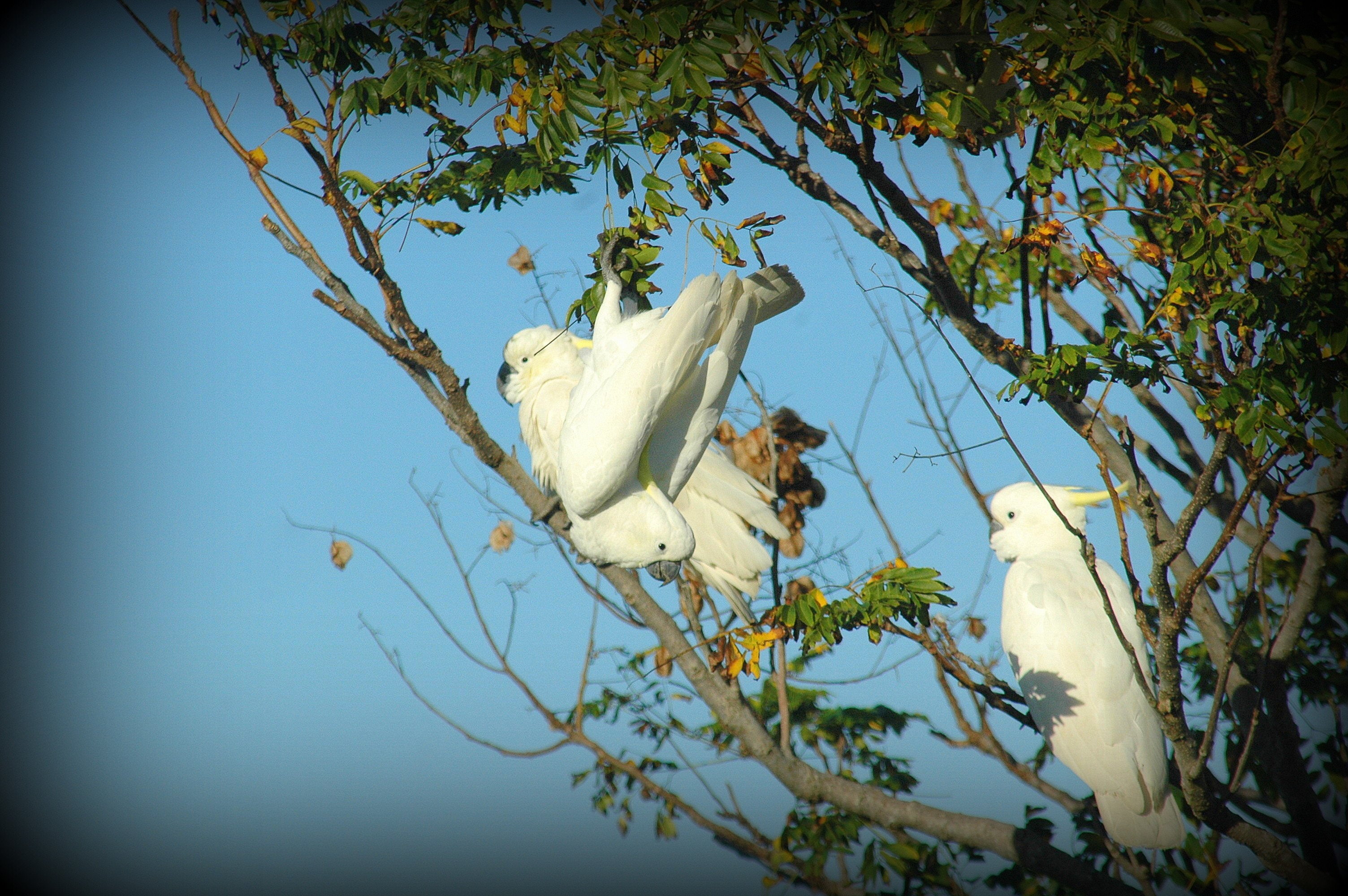 bird, 2K, cockatoo, parrot, tropical, HD Wallpaper
