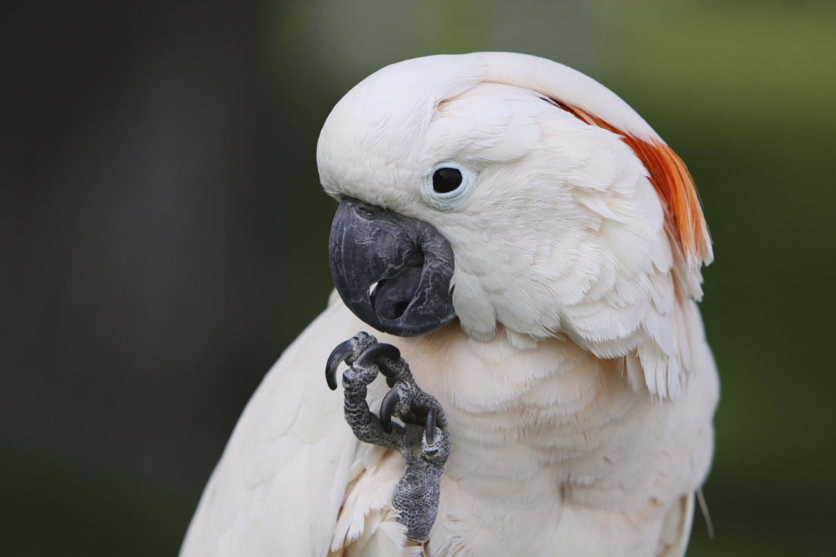 bird, parrot, tropical, cockatoo, 720P, HD Wallpaper