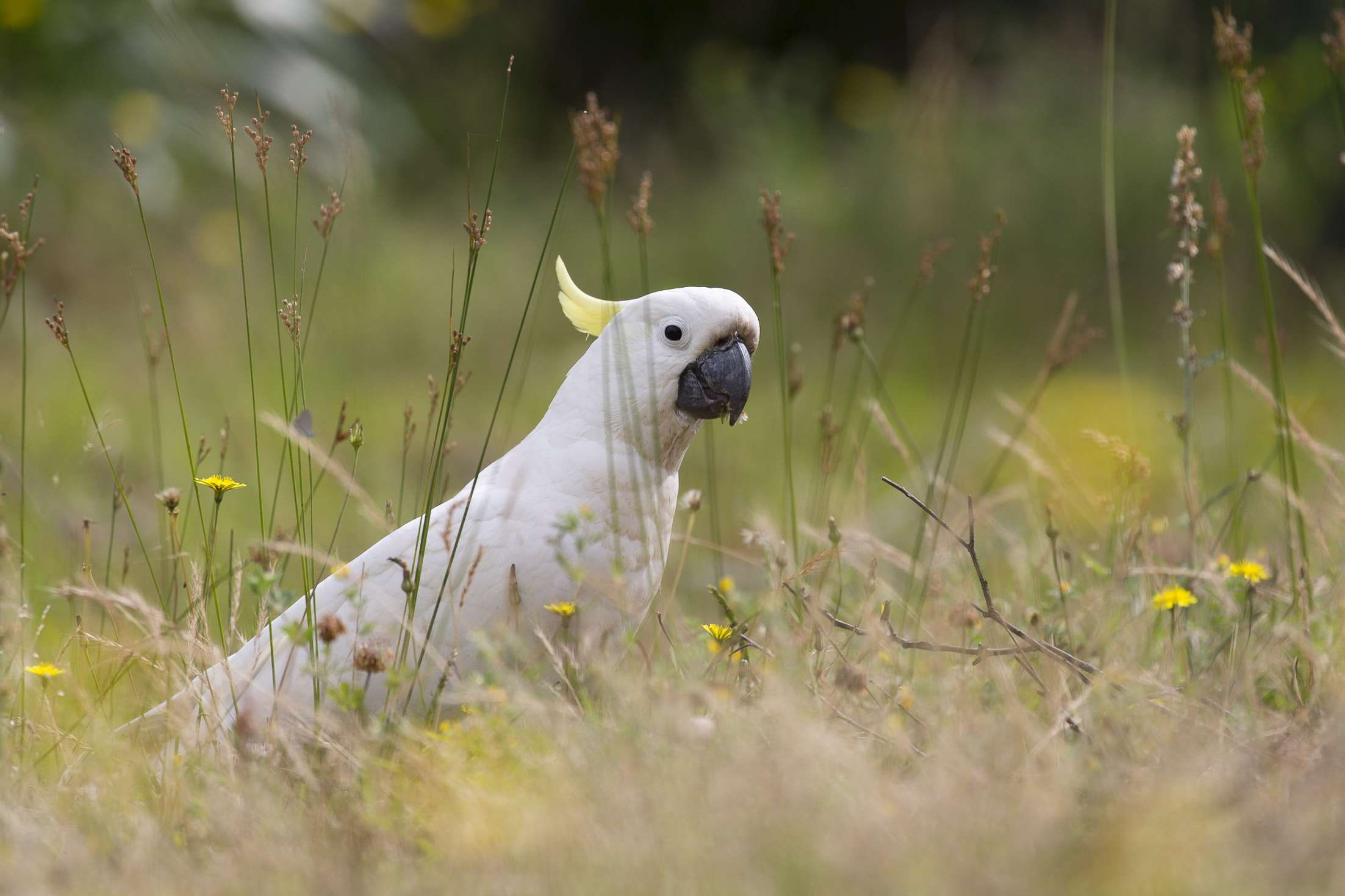 1080P, vertebrate, field, no people, nature, green color, animal themes, animal wildlife, animal, outdoors, plant, cockatoo, flowering plant, selective focus, HD Wallpaper
