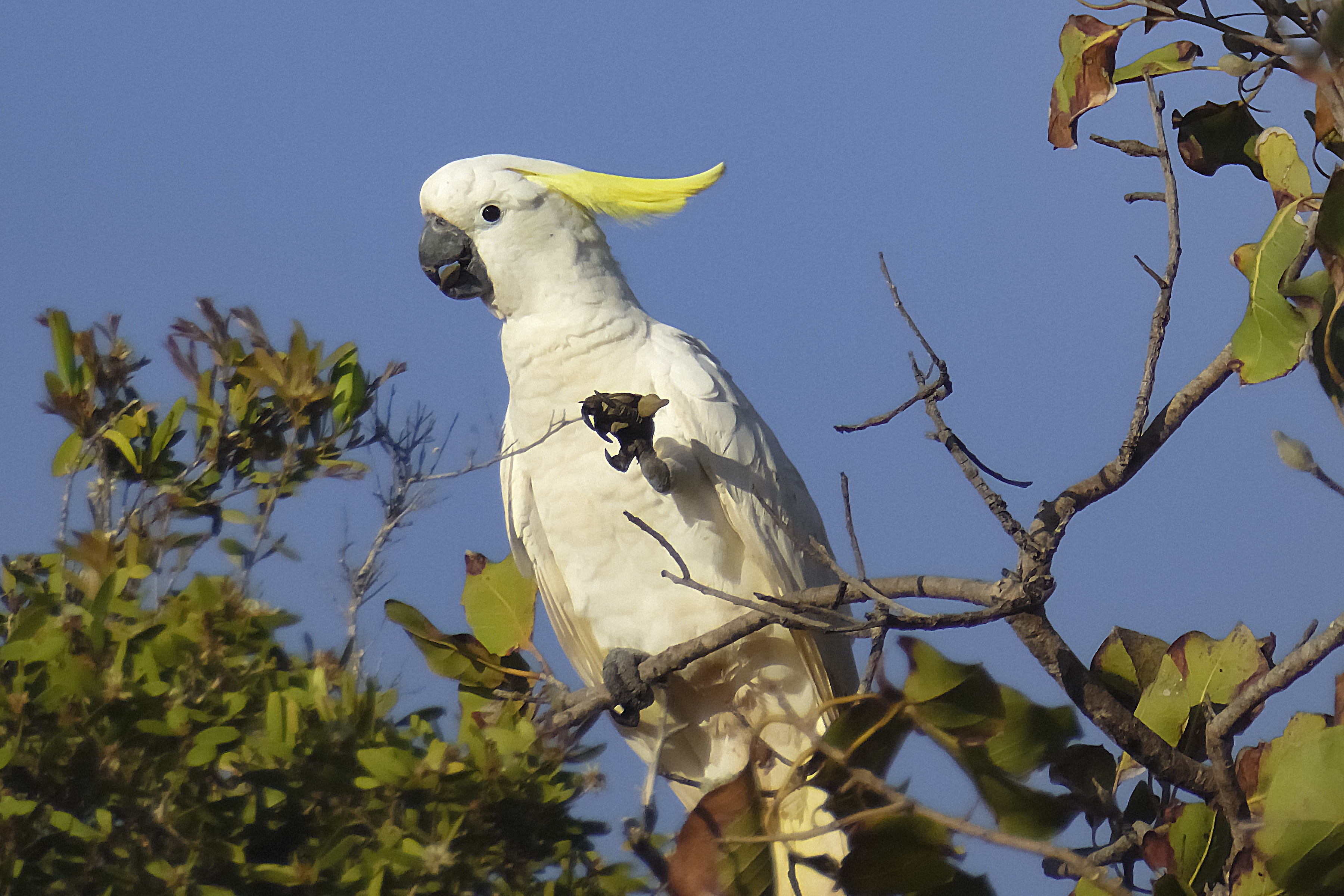 plant part, animal themes, nature, branch, leaf, 2K, perching, no people, vertebrate, cockatoo, outdoors, crested, sulpher, cockatoo 2, plant, low angle view, HD Wallpaper