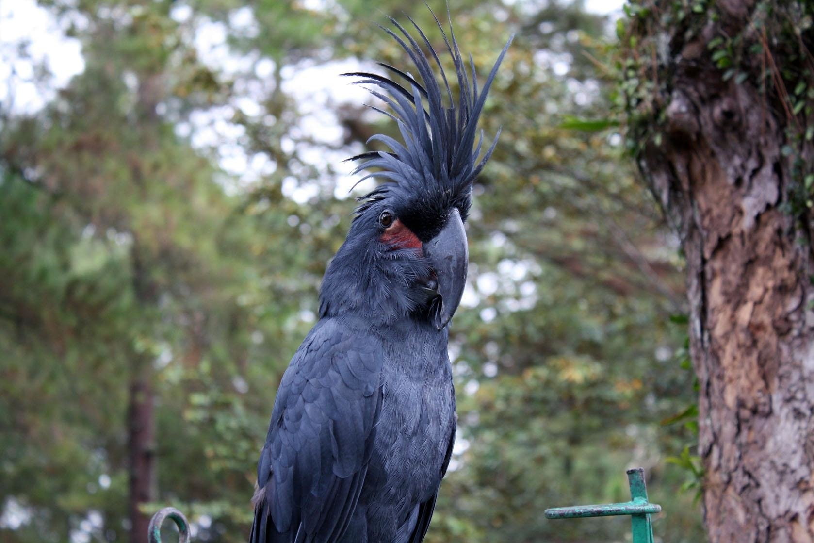 Palm Cockatoo, Birds, 720P, Cockatoo, HD Wallpaper