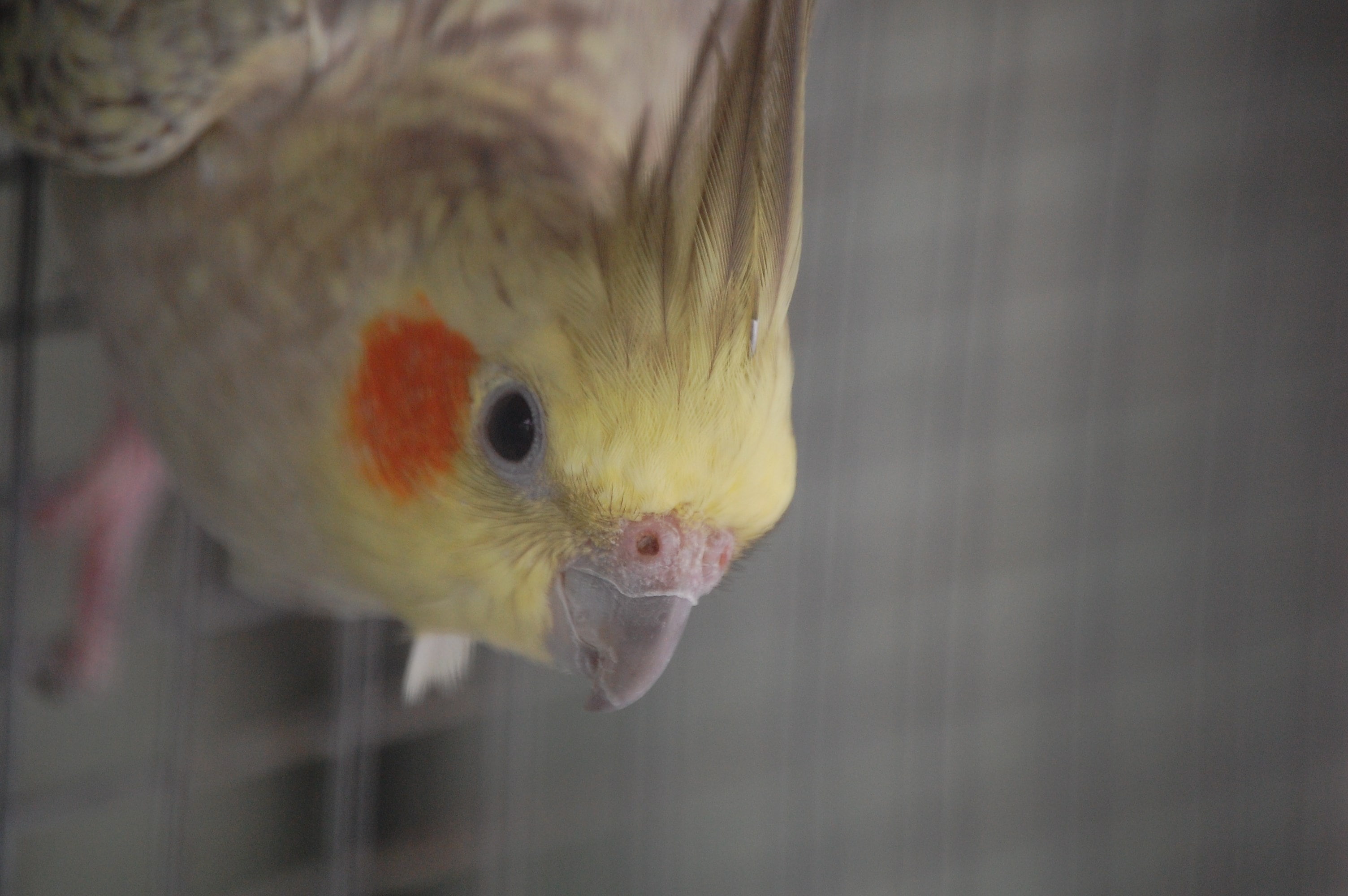 cockatoo, 2K, HD Wallpaper