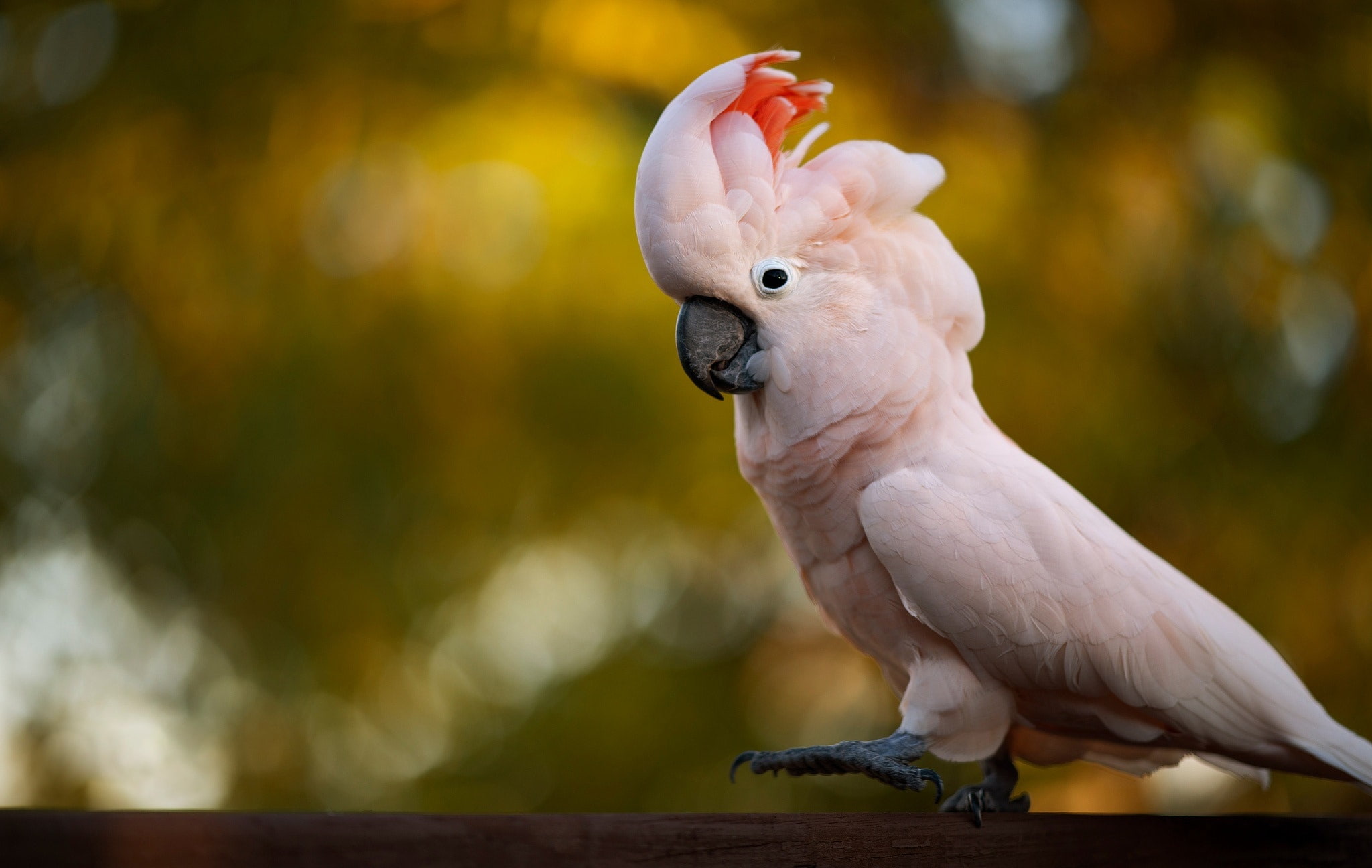 Cockatoo, Animal, Wildlife, 1080P, Salmon-Crested Cockatoo, Bird, Bokeh, HD Wallpaper