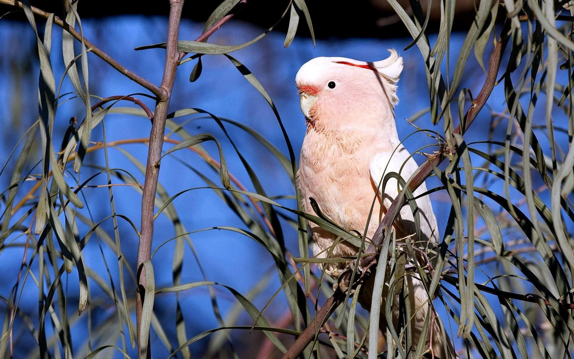 1080P, major mitchells cockatoo, HD Wallpaper